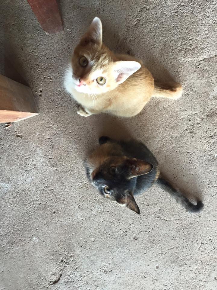 The temple kittens that ate my lunch.