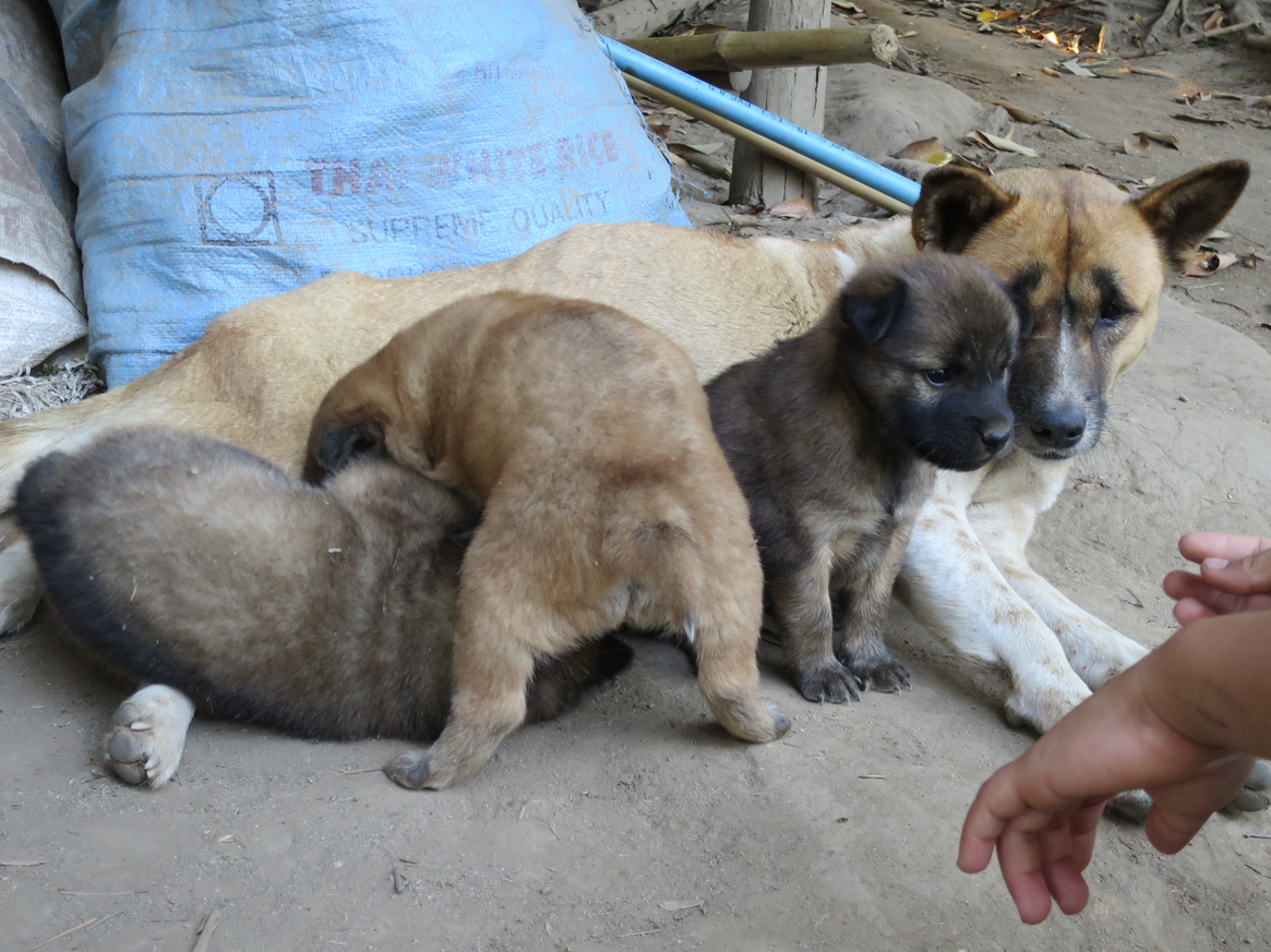  I found a little boy playing with these puppies, so I joined him.