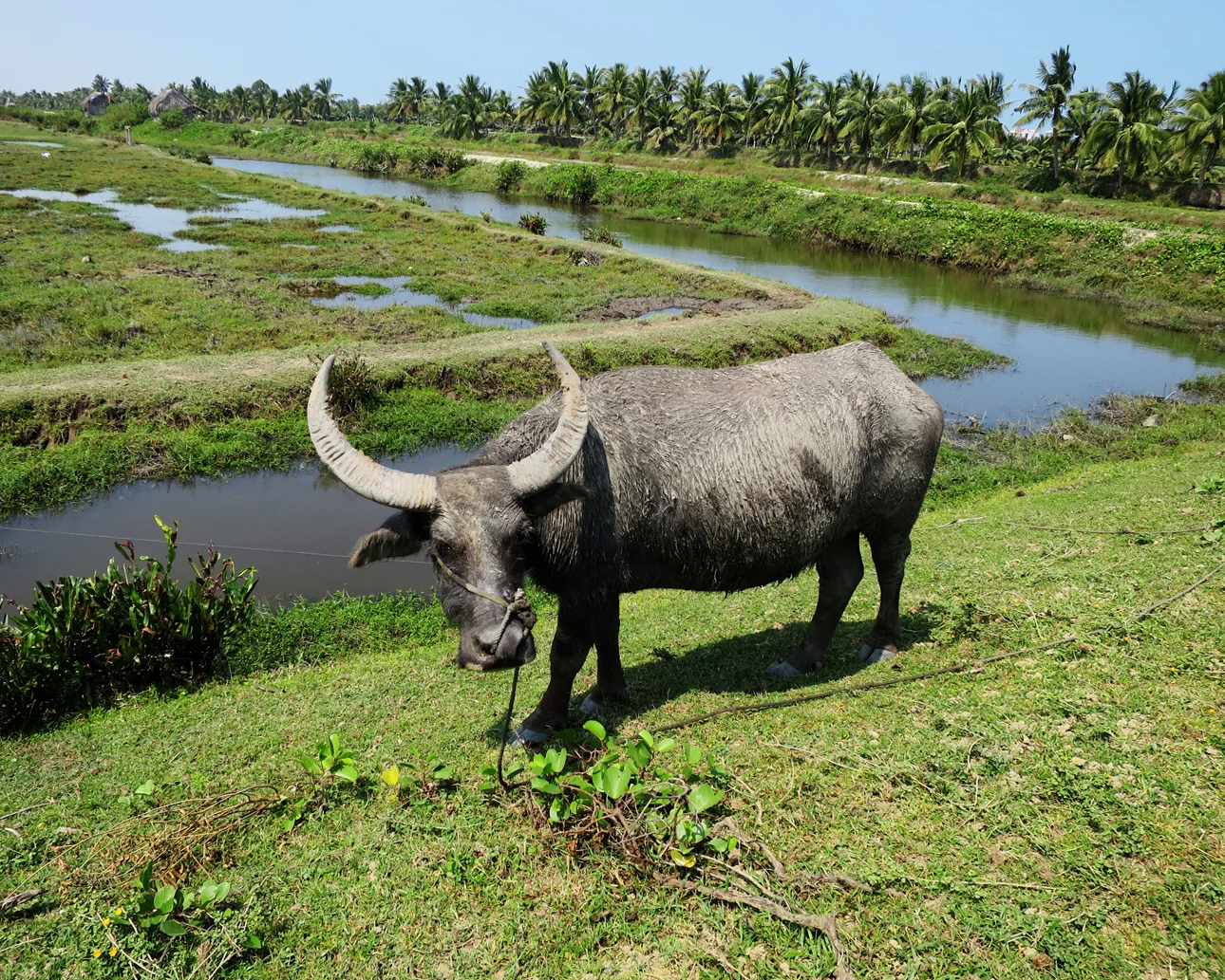 I came across this guy in Vietnam while biking through some rice paddies. He let me get this close for a picture, but then he snorted so I screamed and fled.