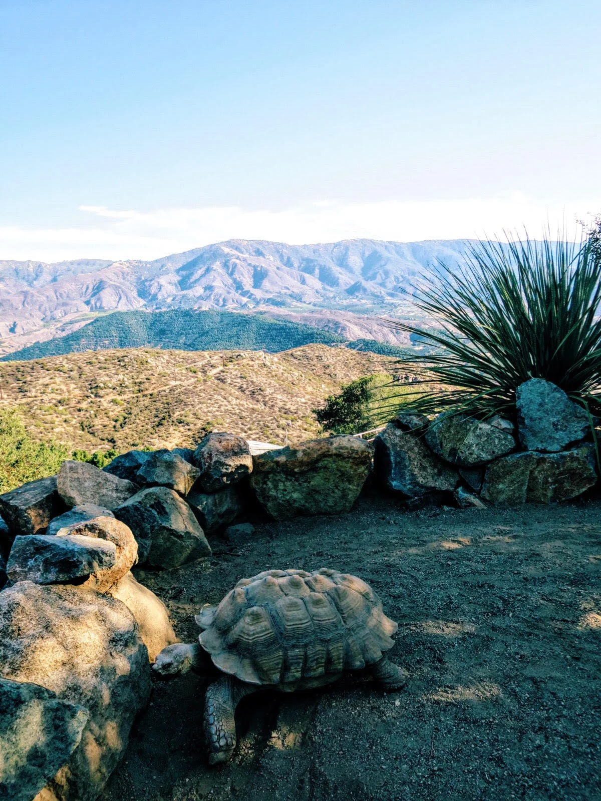 Turbo, the resident tortoise. He had the best view in the house along the rim of the valley.