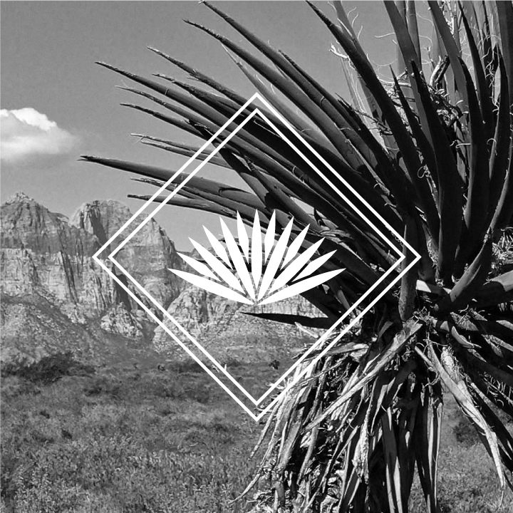 Yucca-Web-2.jpg