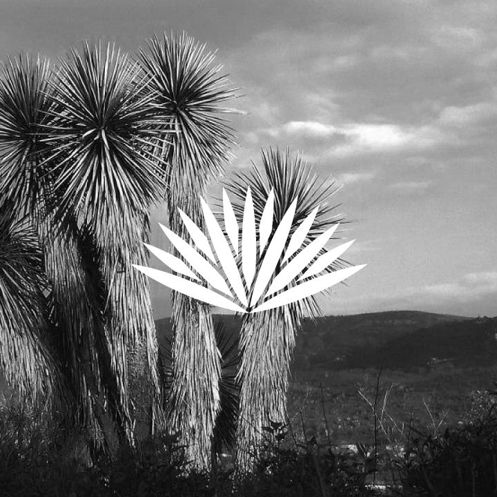 Yucca-Web-4.jpg
