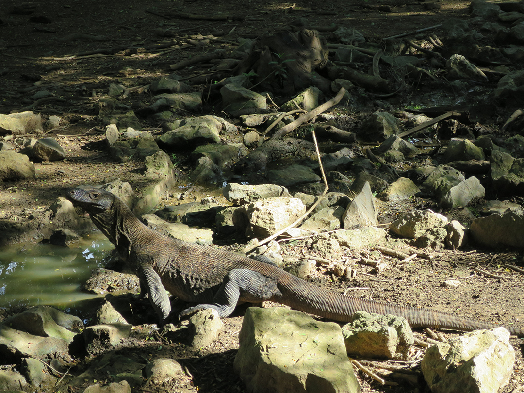 We came across this adolescent dragon by the creek. Her drinking break was interrupted when another larger dragon approached. She scurried off before she could become someone else's lunch.