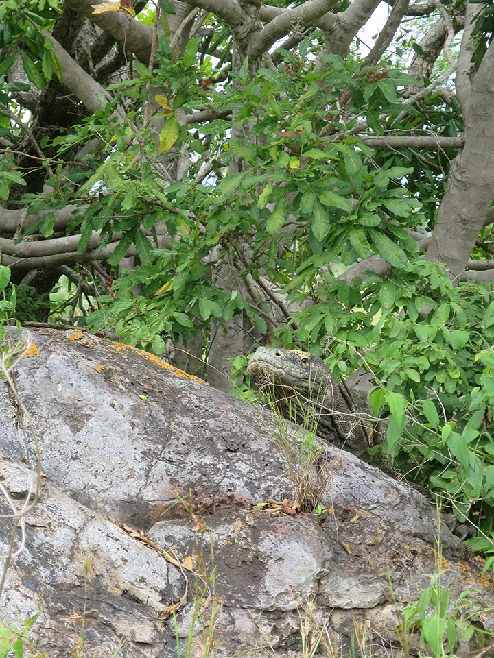 Hidden dragon #2. Our guide told us that he was probably waiting for a deer or water buffalo to wander close enough to attack. This rock was right along the trail, so the hunting method seems fairly sound.