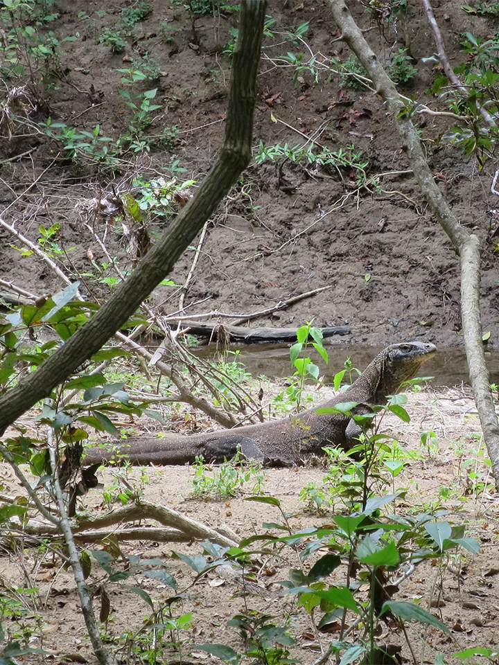 Hidden dragon #1. This guy was hunting monkeys by the river. Unfortunately for him, the monkeys had spotted him first and were making a ruckus to warn others in the area.
