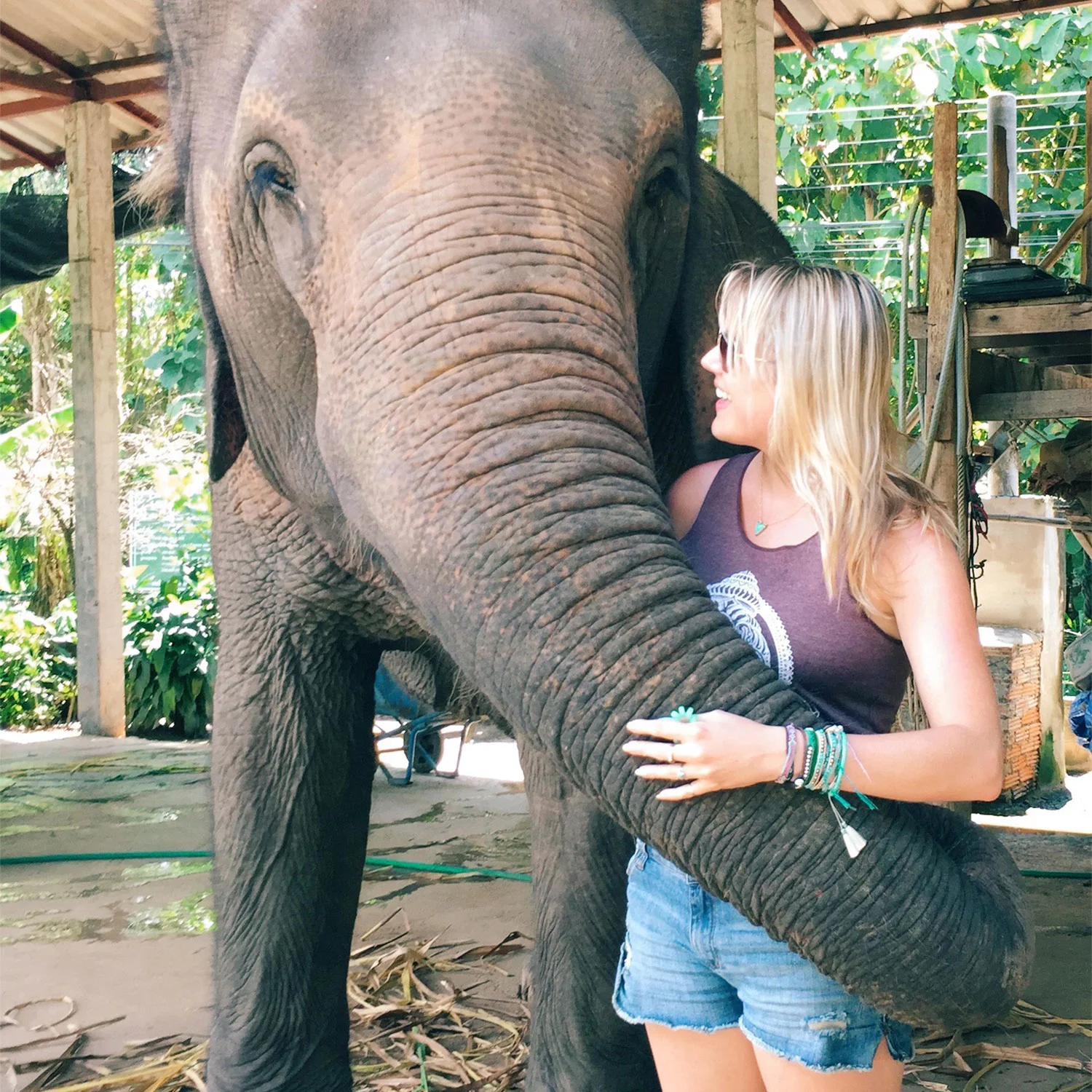 Pai-Elephant.jpg