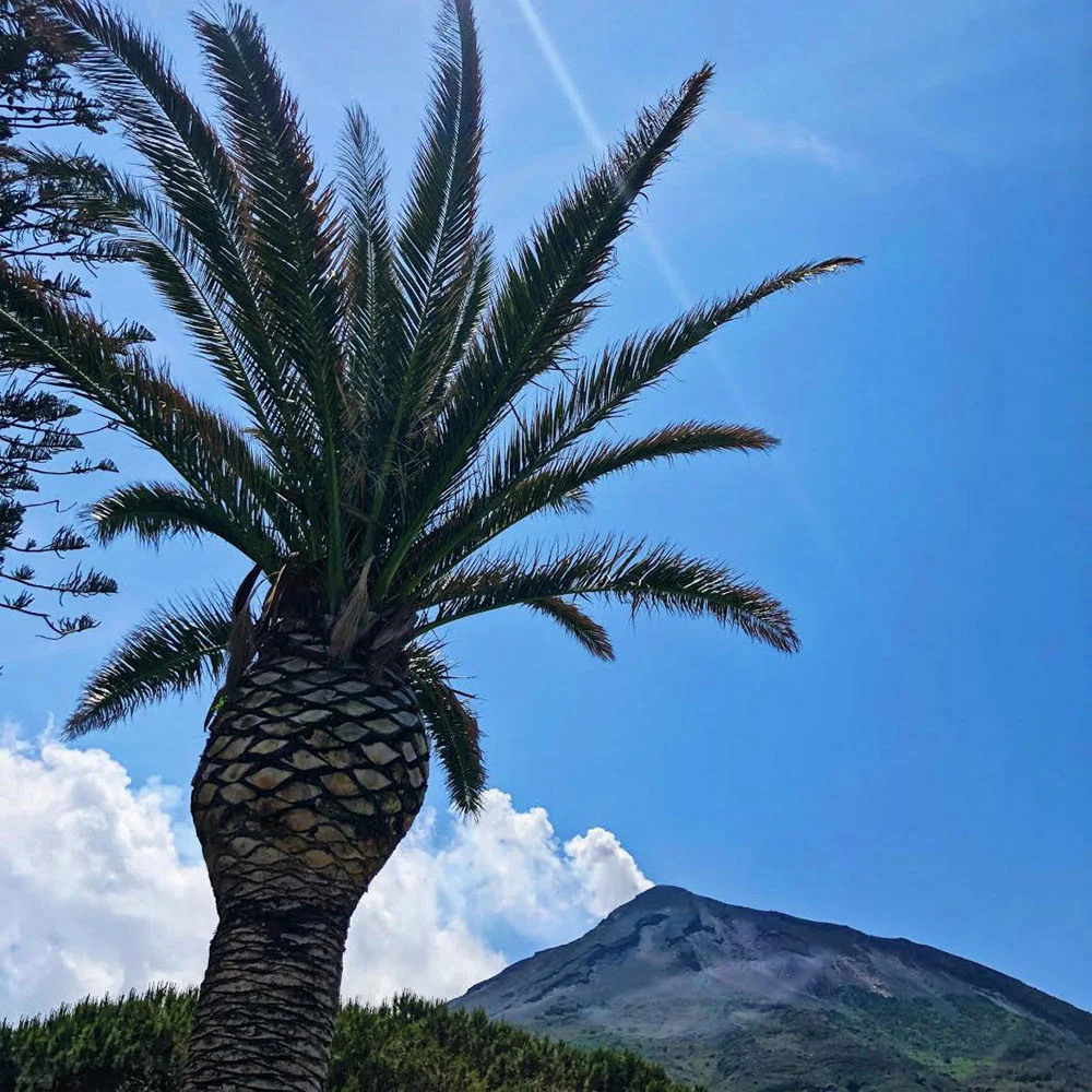 PalmTree-LR.jpg