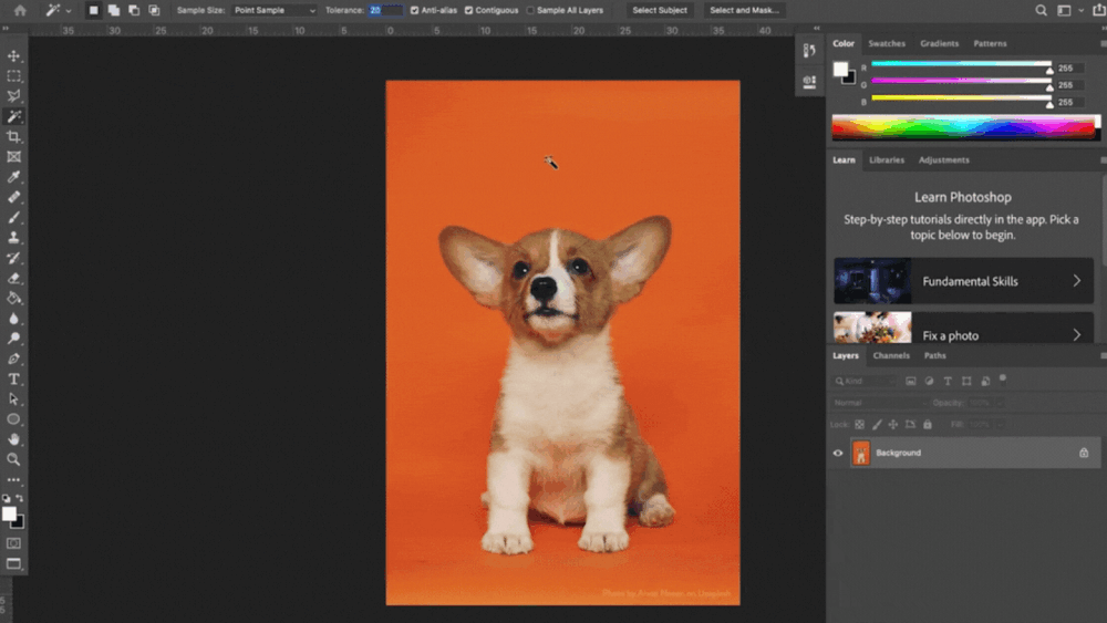 How to Remove a Background in — CatCoq