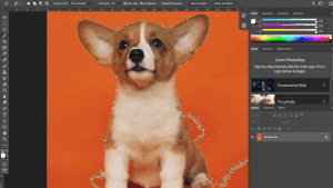 How to Remove a Background in Photoshop — CatCoq