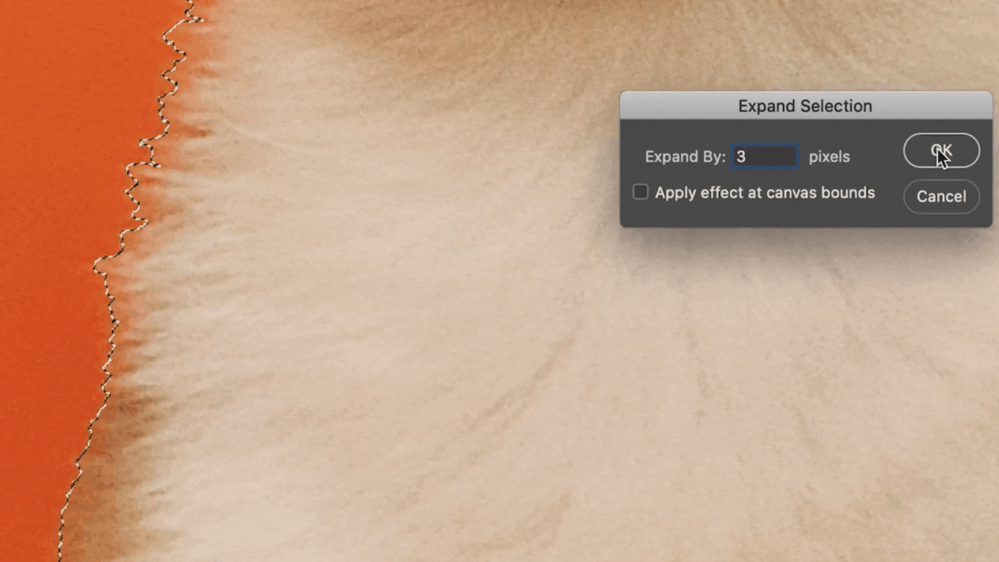 How to Remove a Background in — CatCoq