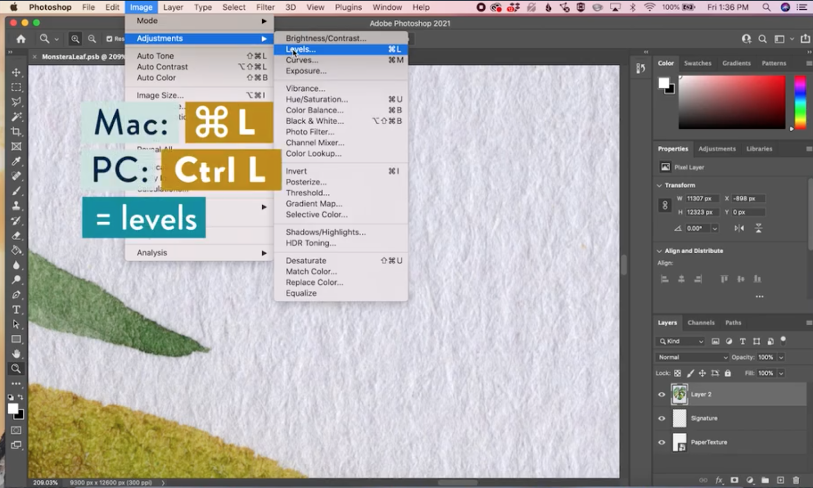 How to Remove a White Background in — CatCoq