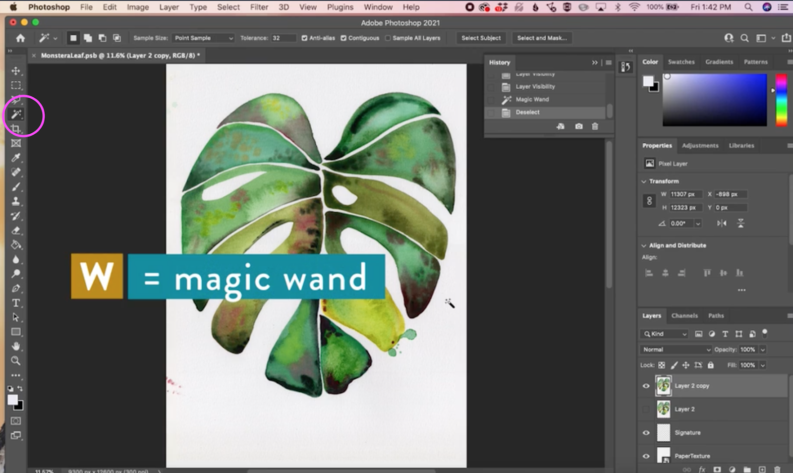 How to Remove a White Background in — CatCoq