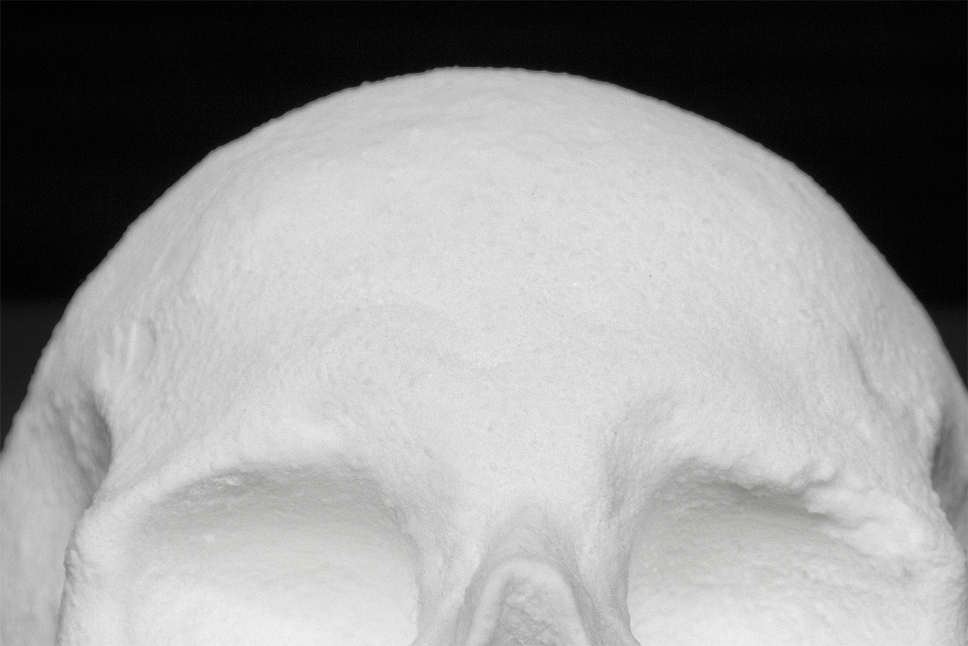 Ecce Animal by artist Diddo | conceptual art | skull made from cocaine | cocaine art