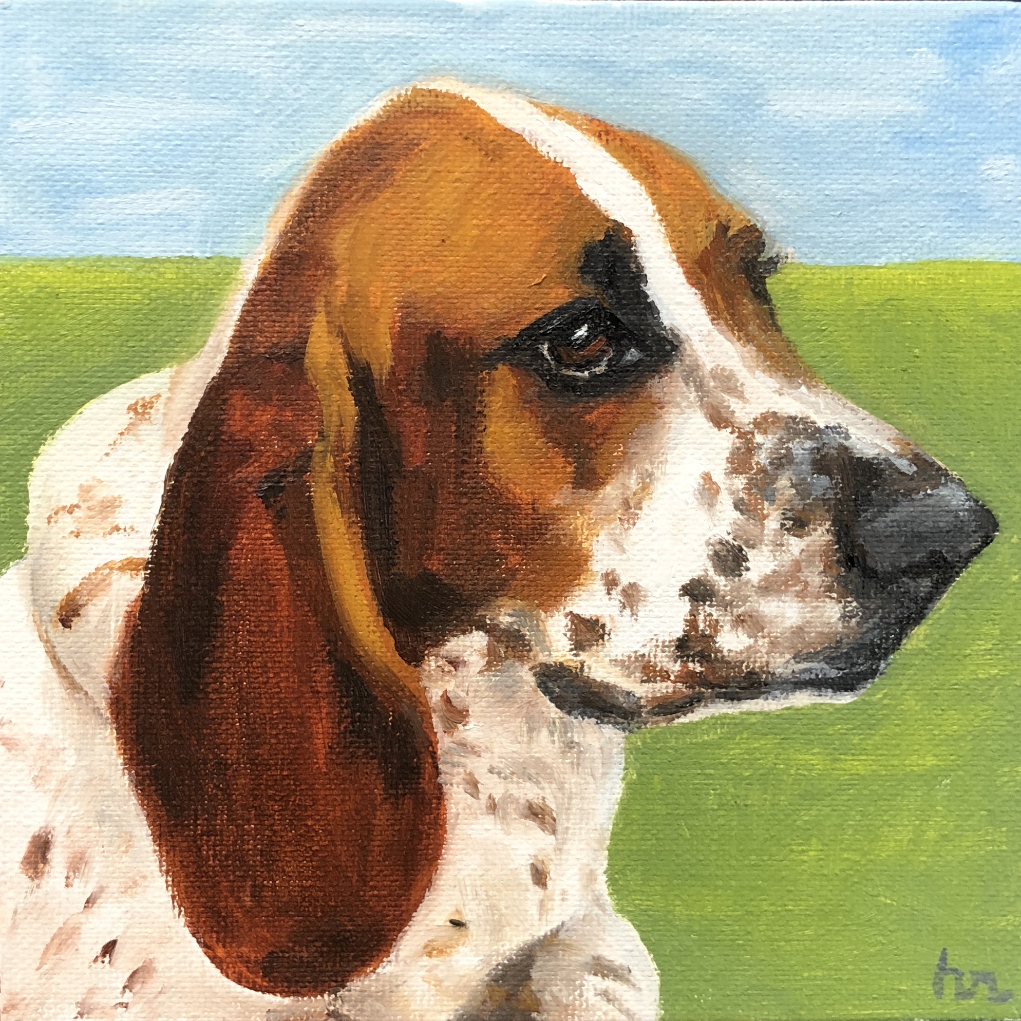 Basset Hound