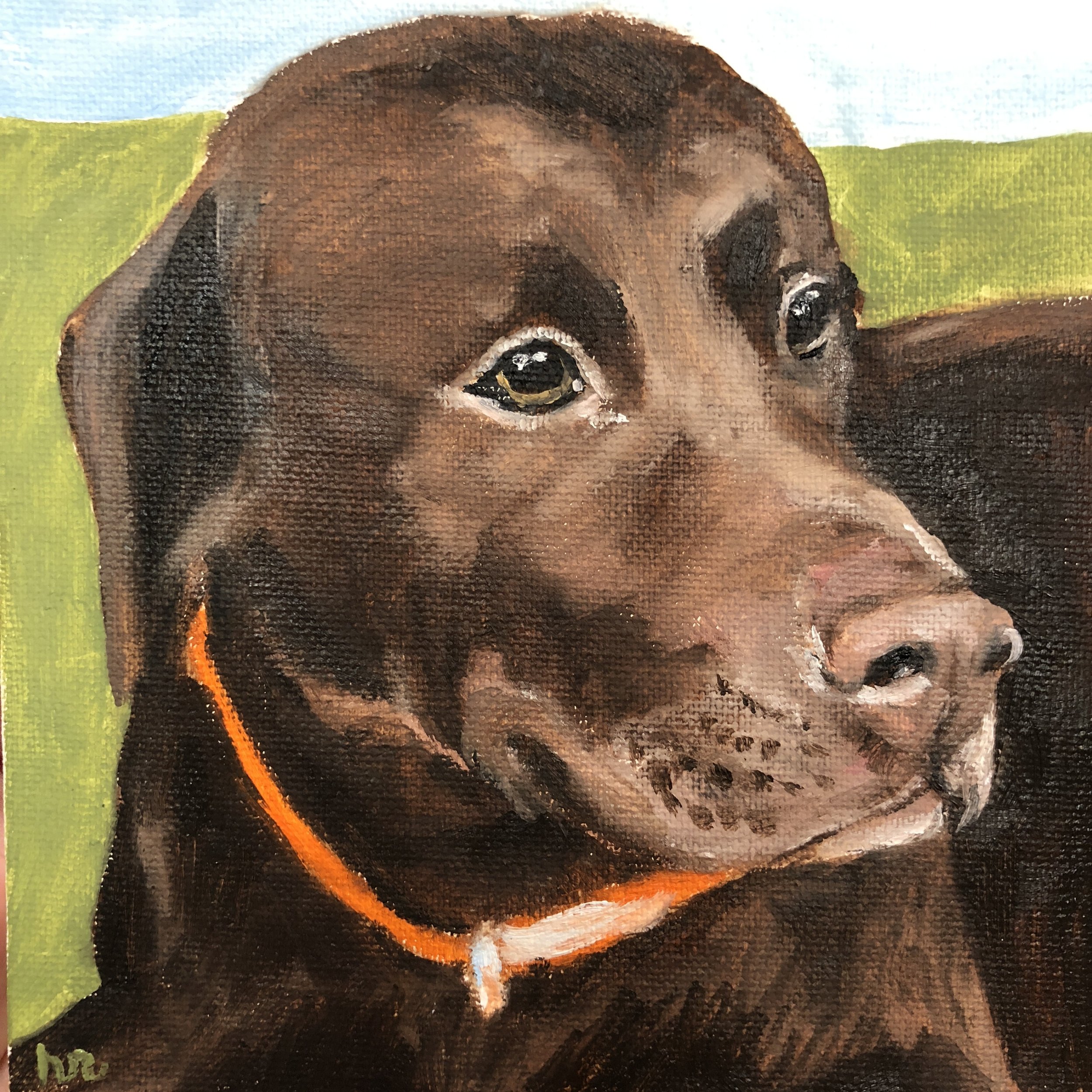 Chocolate Lab