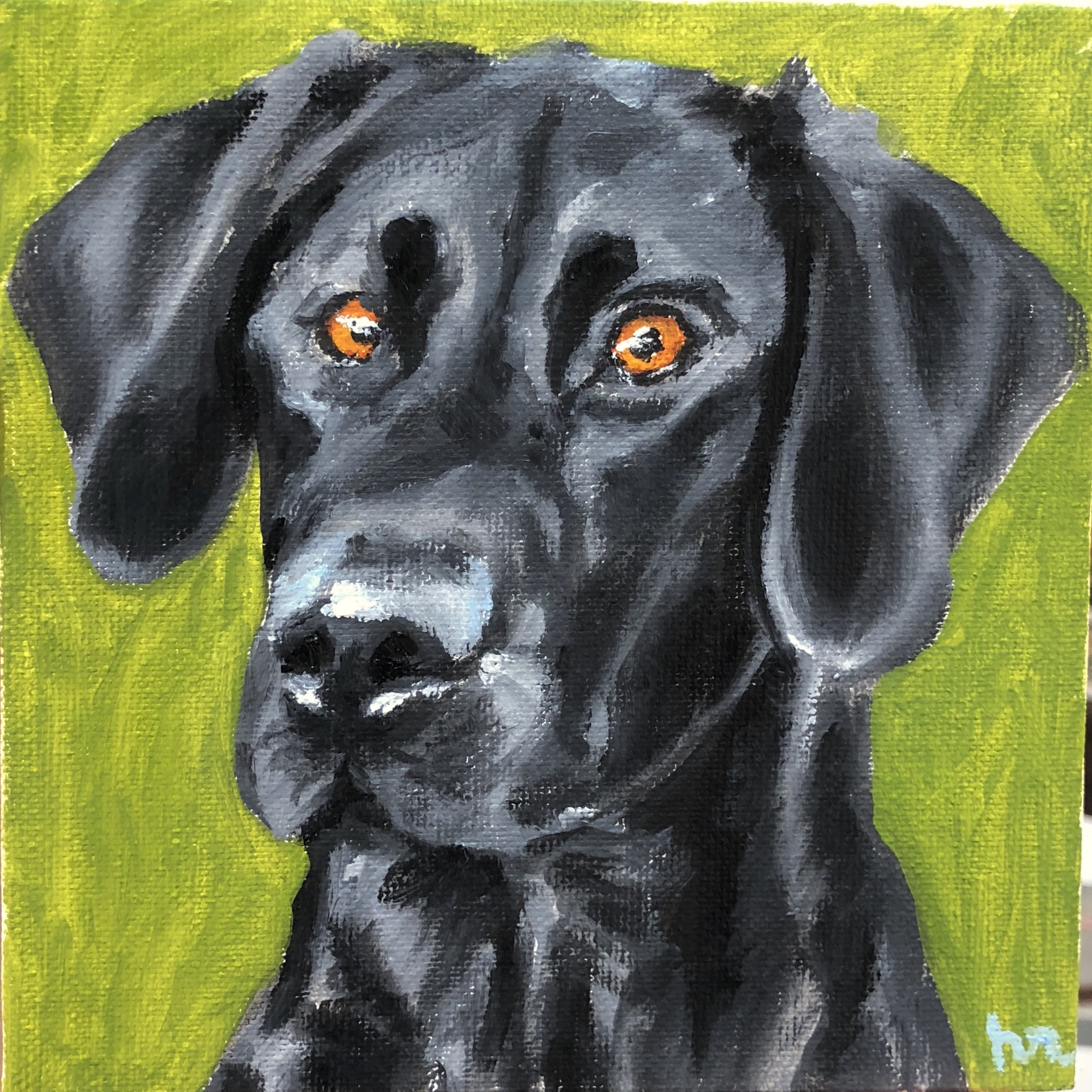 Perky Black Lab