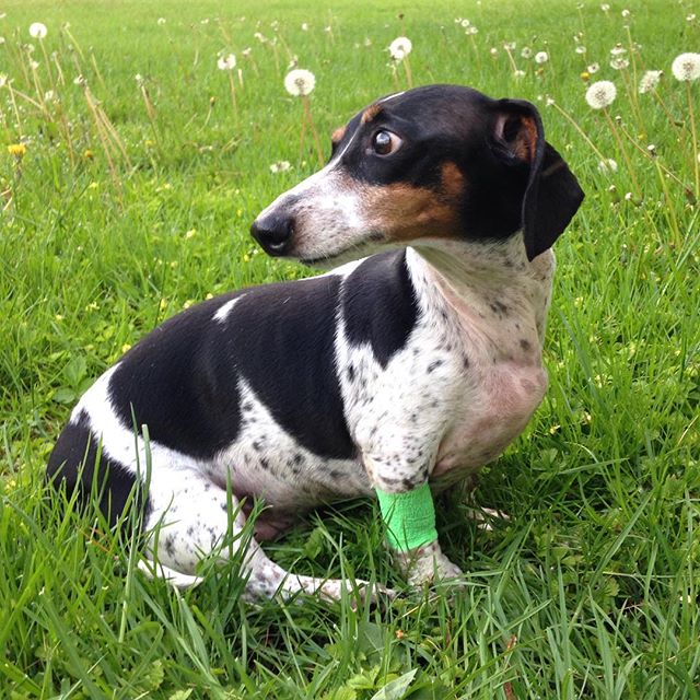 Rest in peace Henry. There are minutes that you wish lasted for days and days you never thought would never come. Yesterday, we carried my little man Henry around the field one last time and took one last portrait. This morning, we said goodbye. He w