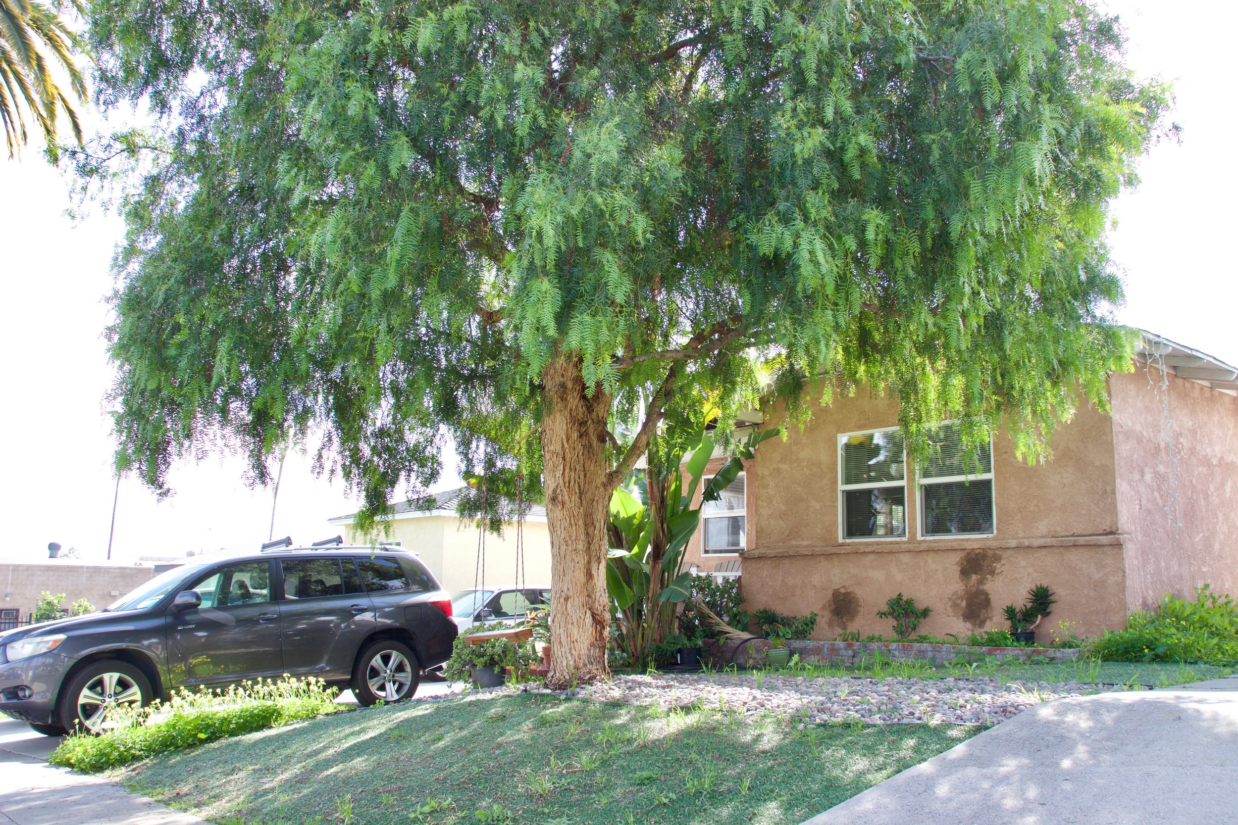Green tree in front of a beige house with parked SUV.