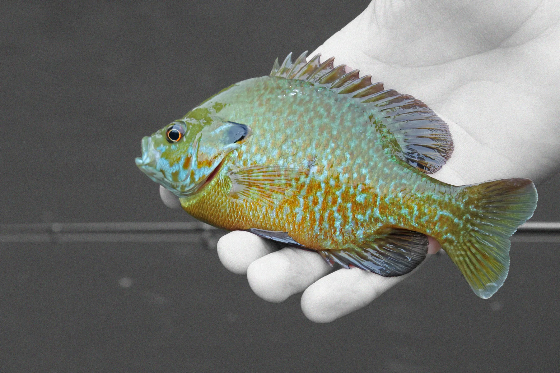 How to Catch a Rainbow