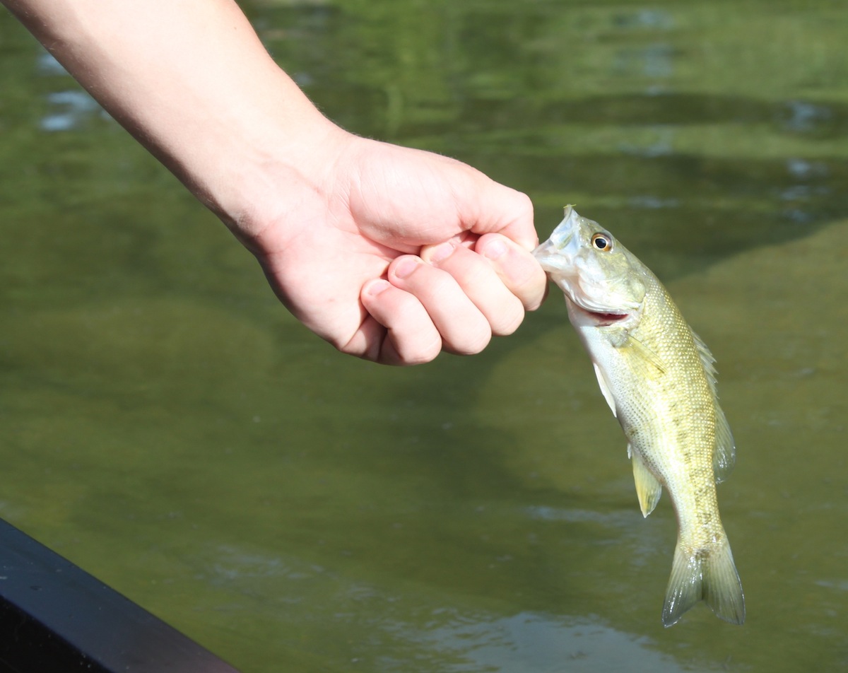 Top Lure Reveal - Strike King Bitsy Minnow — Texas Kayak Fisher