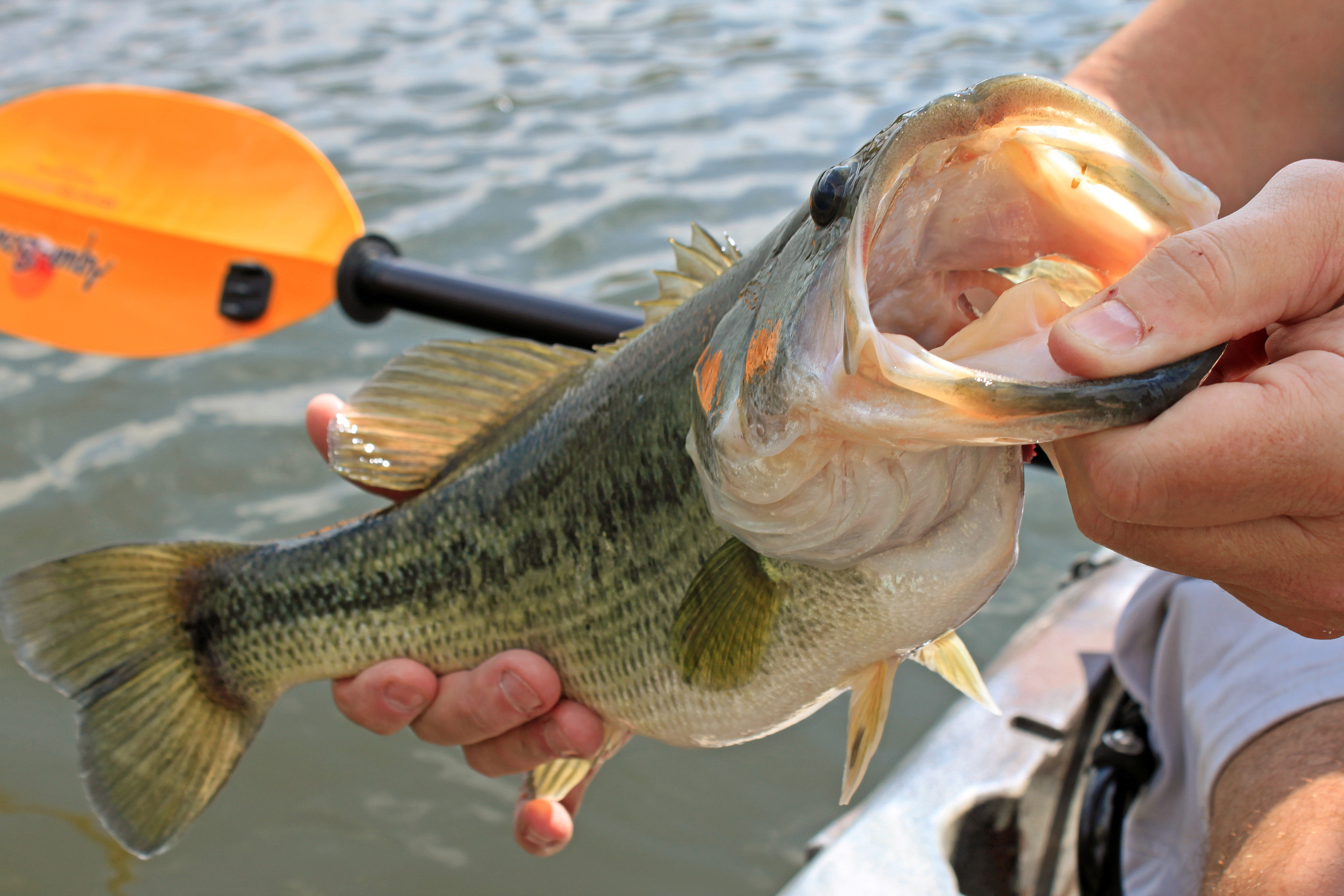 My Top Five Bass Lures — Texas Kayak Fisher