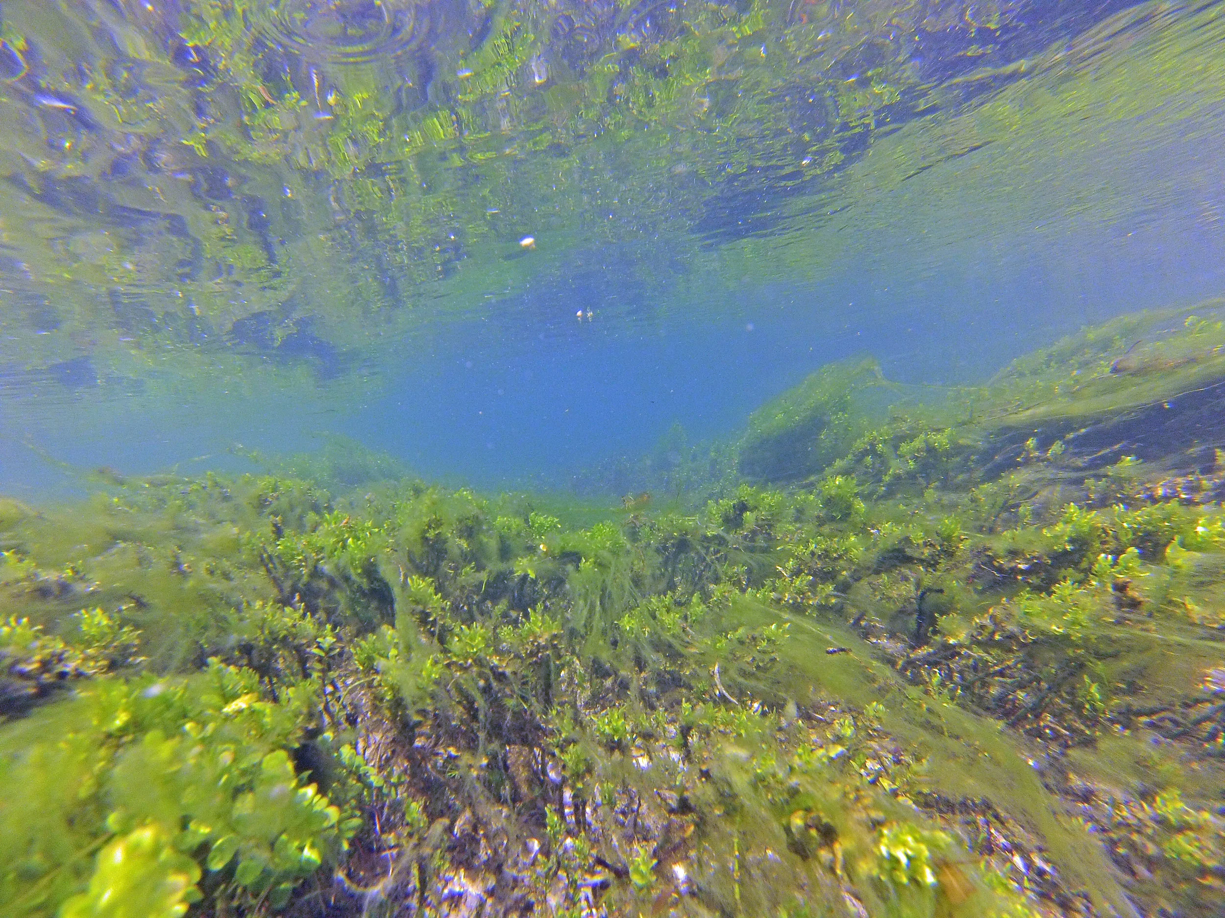 Devils River Underwater.jpg