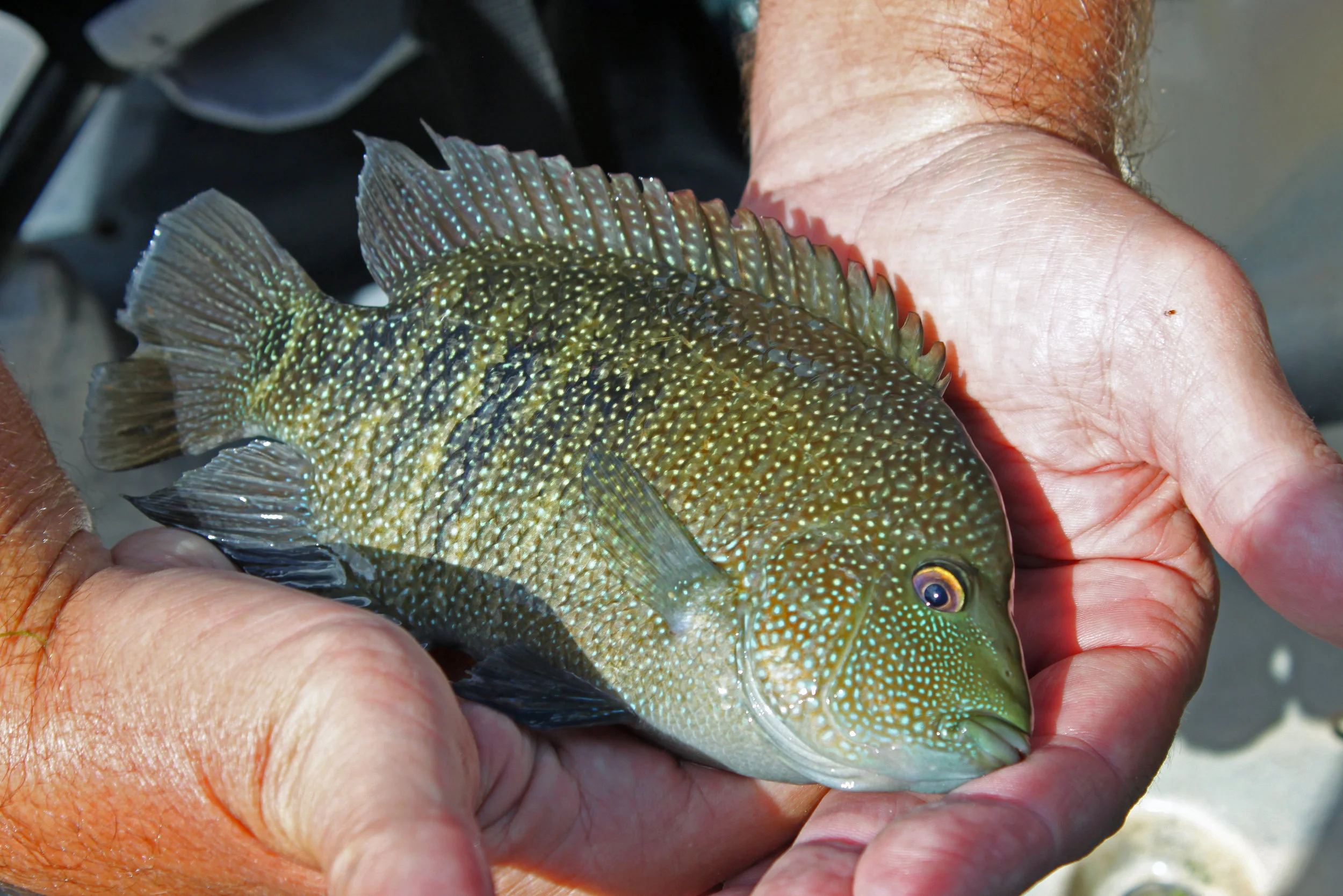 Rio Grande Perch.jpg