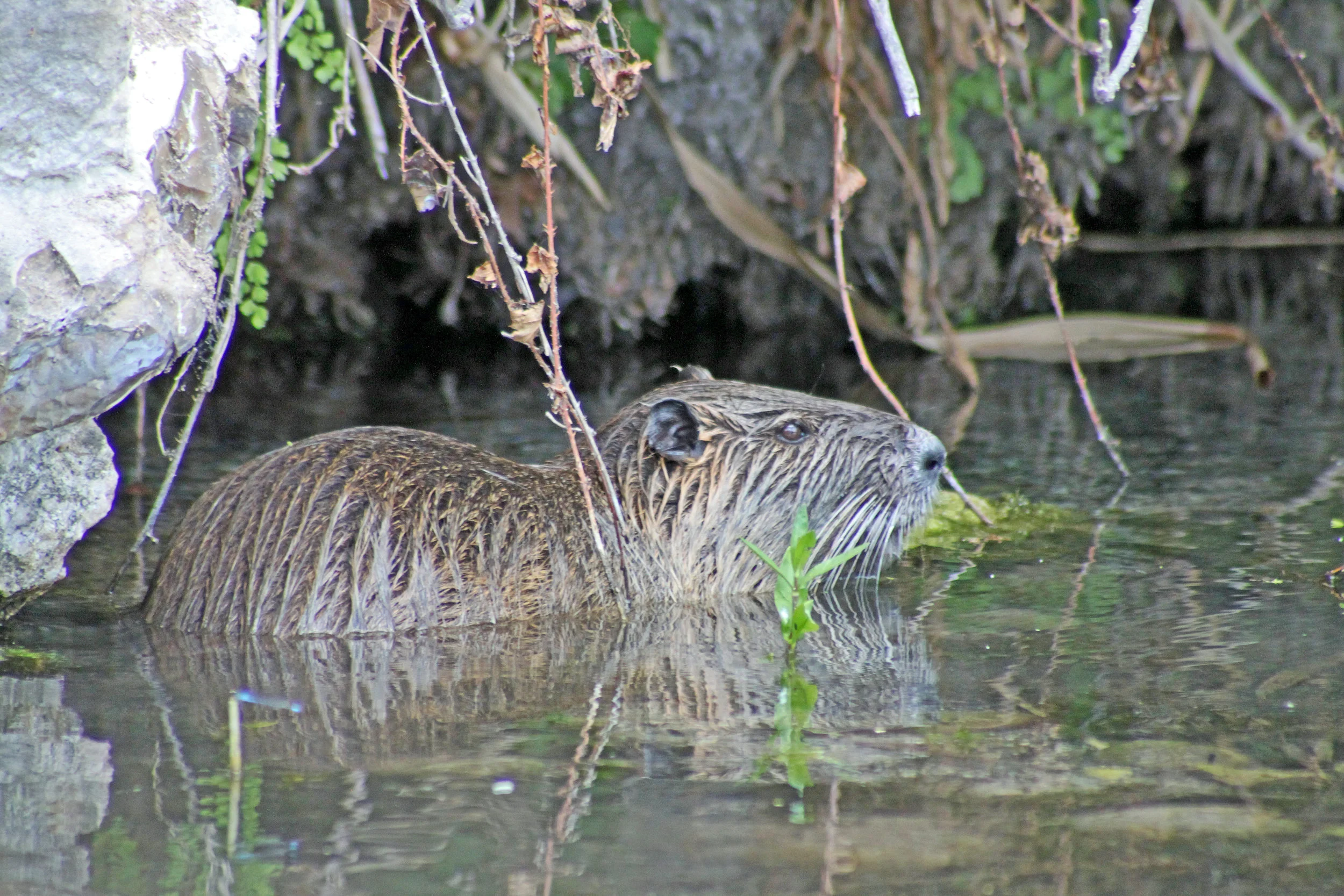 IMG_4598.jpg