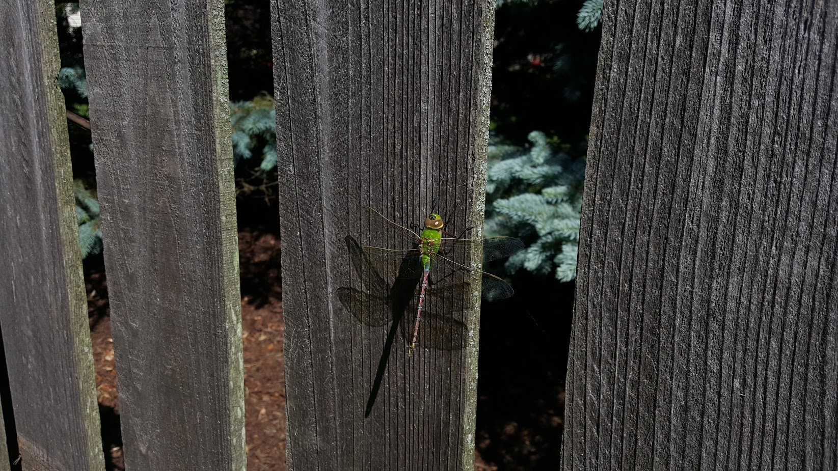 20180604_095250.jpg