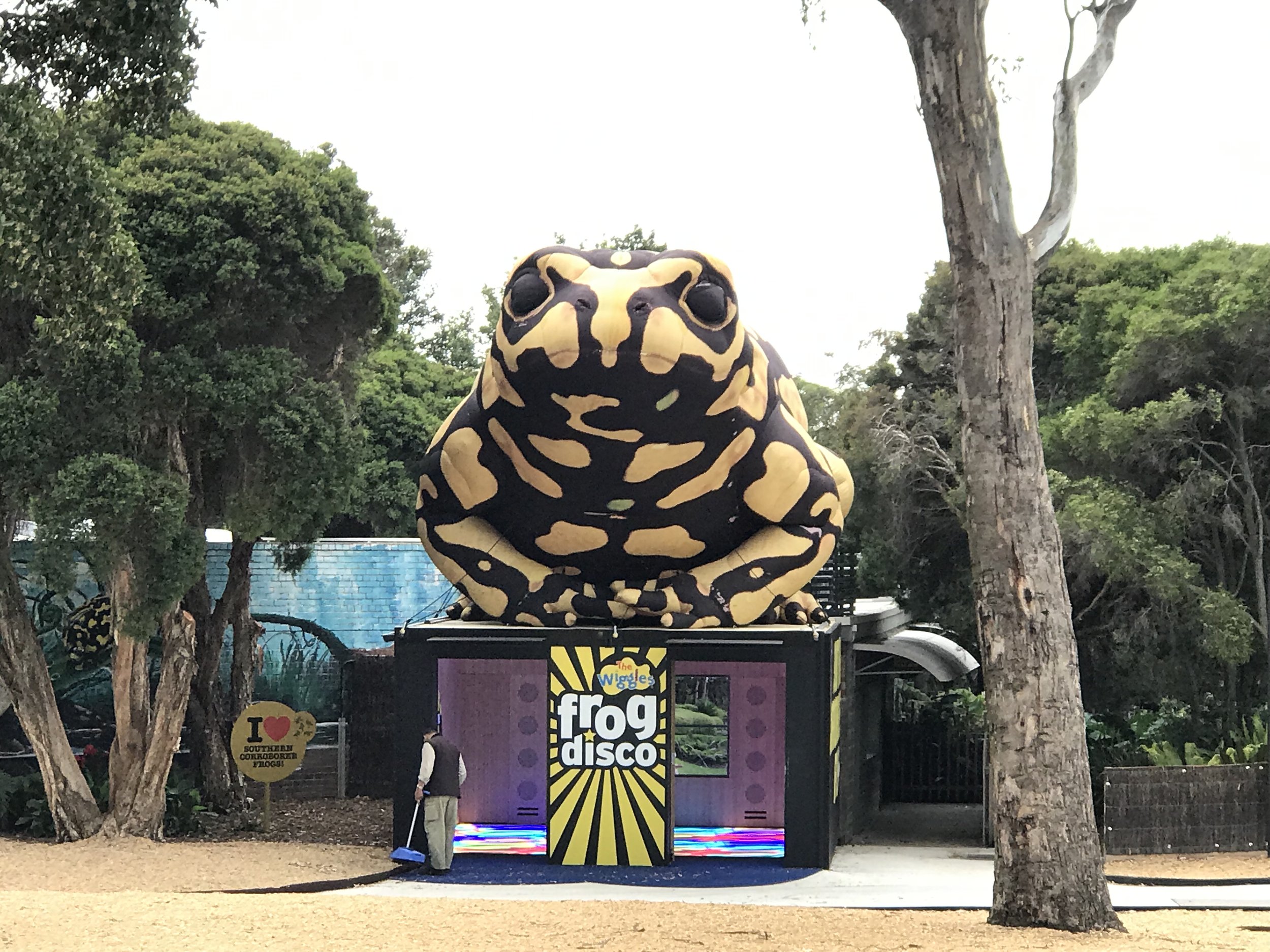 Corroboree Frog - Melbourne Zoo
