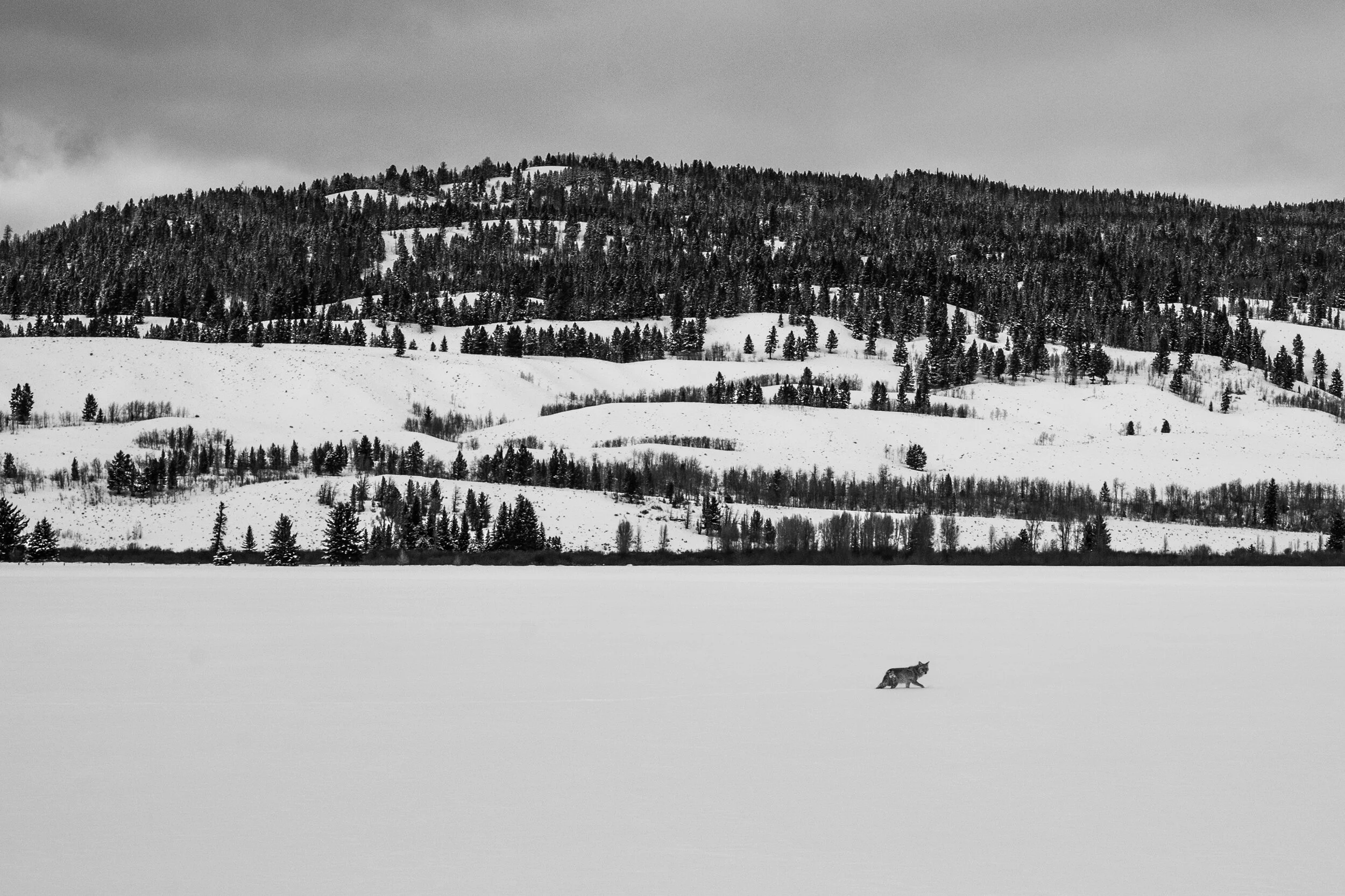 20141226-Daniel Workman-18.jpg