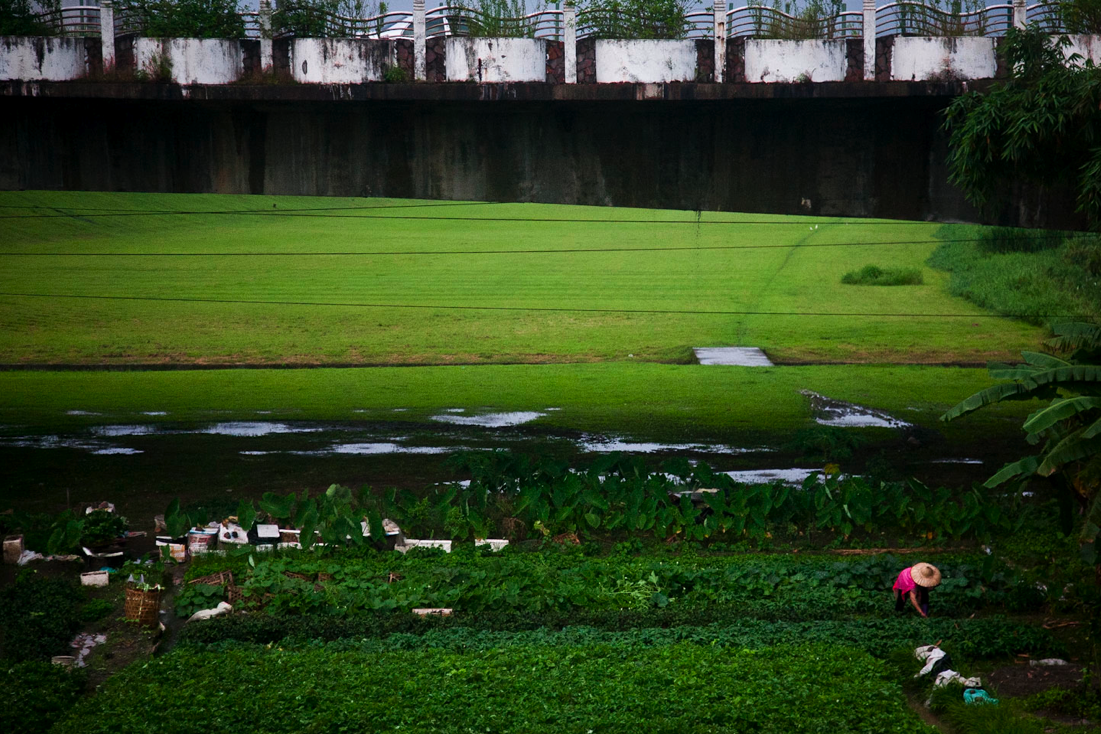 Planting Rice.png