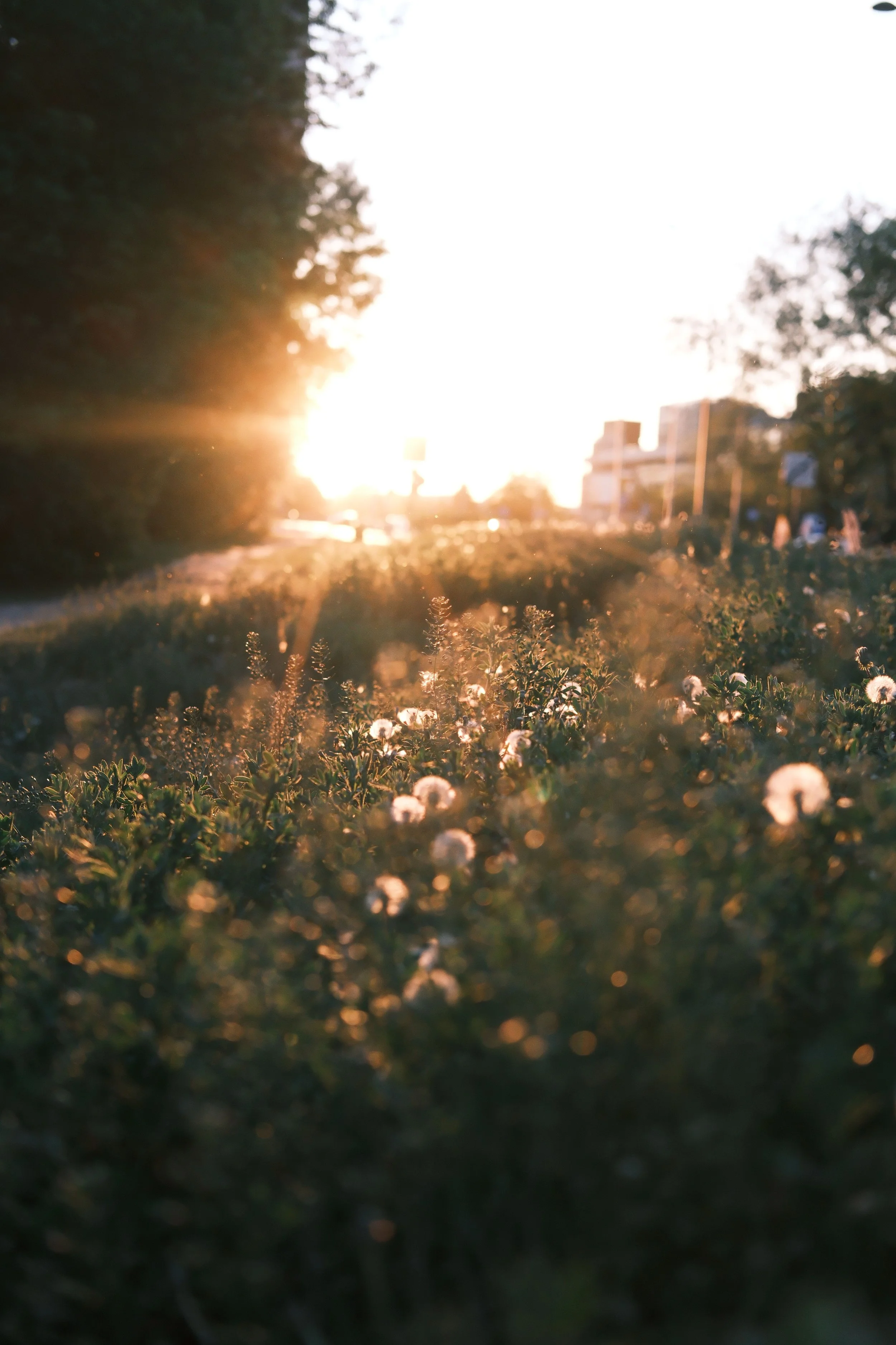 pexels-ammy-singh-294201421-37516584.jpg