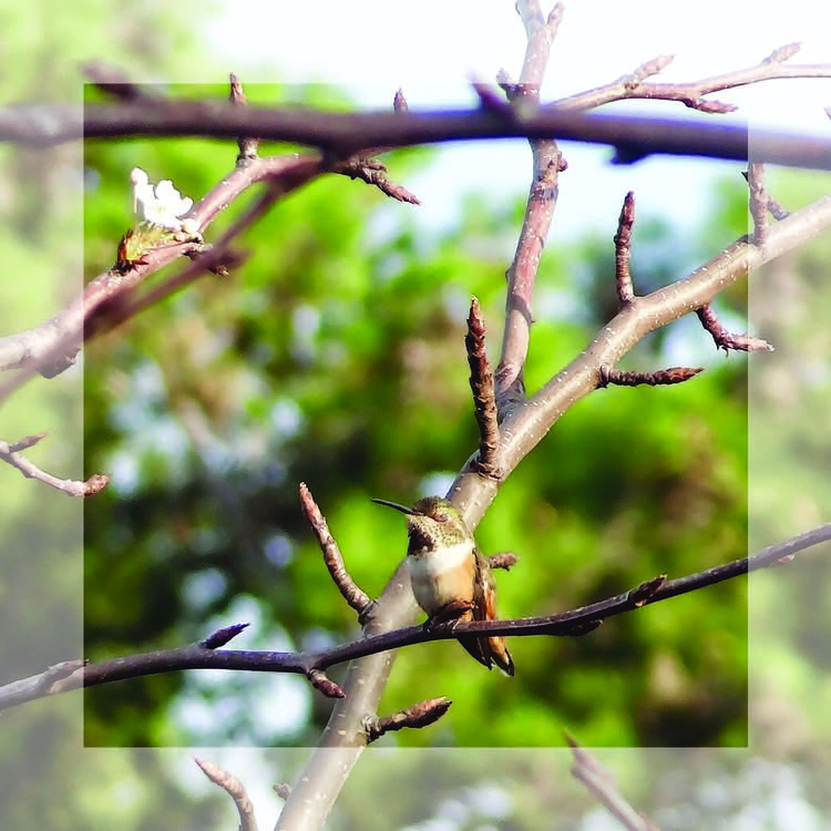 Chelsea Hipley - I saw this little hummingbird in a tree this weekend and then started to imagine what it would be like to fly. Feeling weightless and free. Fluttering around from limb to limb then resting in the morning sun. Simply living in each moment. (photo taken in Laguna Niguel, CA)