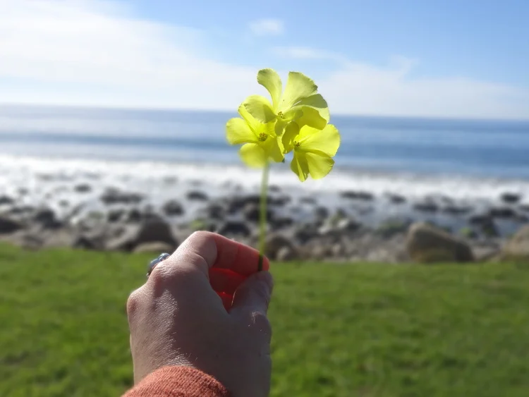 Chelsea Hipley - Mother nature always has her way of reminding me how beautiful this world is. Don't miss the opportunity to be Refreshed by all the magic that surrounds us everyday. (photo taken in January 2015 - El Capitan State Park, CA)
