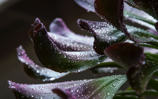 Wendy Hay - Refresh is the rain. The sound of it falling. The way it feels as it touches your skin. The way it smells as it enters your senses. The way it gives life to our wonderful world. (photo taken in my garden, Lake Forest, CA)