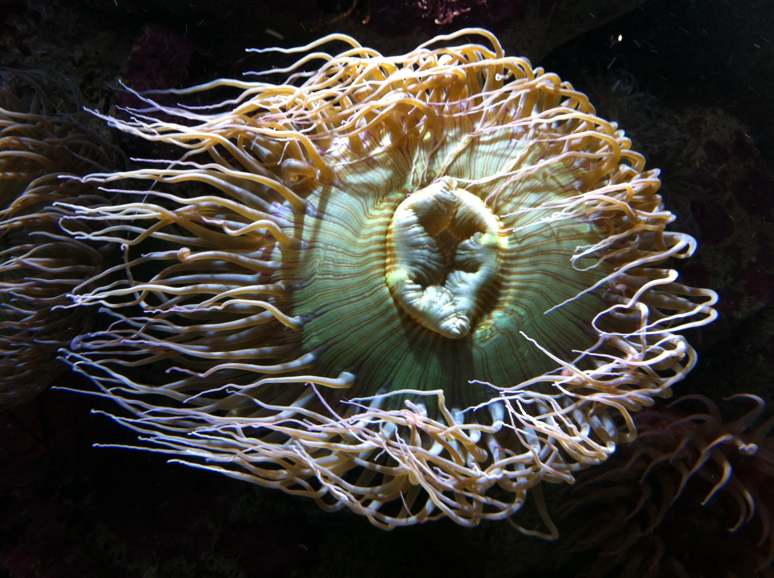 Madeline Lovejoy - To open yourself up to possibility, to becoming. My favorite sea bloom.