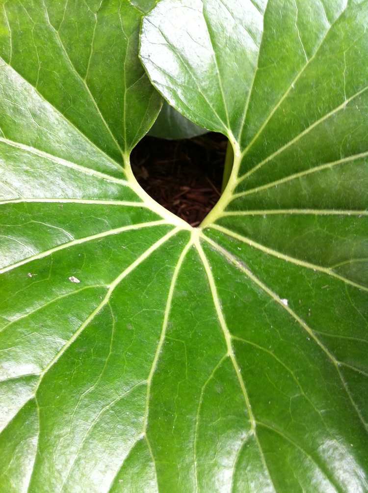 Madeline Lovejoy - The tender, resilient, loving spot at your core...xoxo