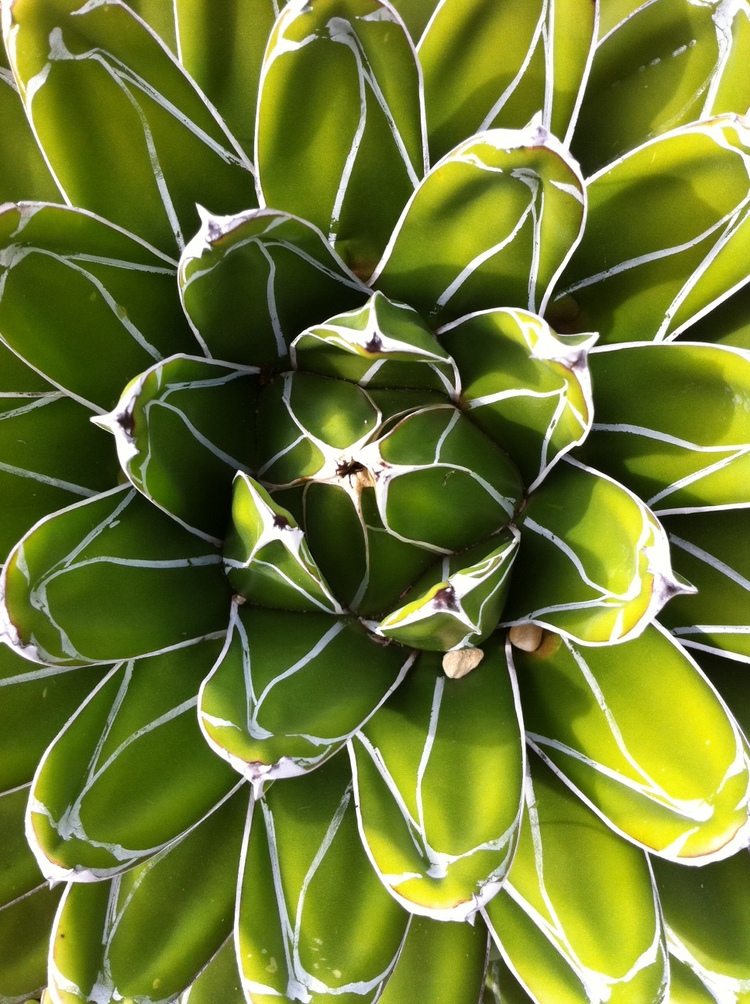 Madeline Lovejoy - Simplicity: line, color, structure, shape, intricate in its form and beauty.
