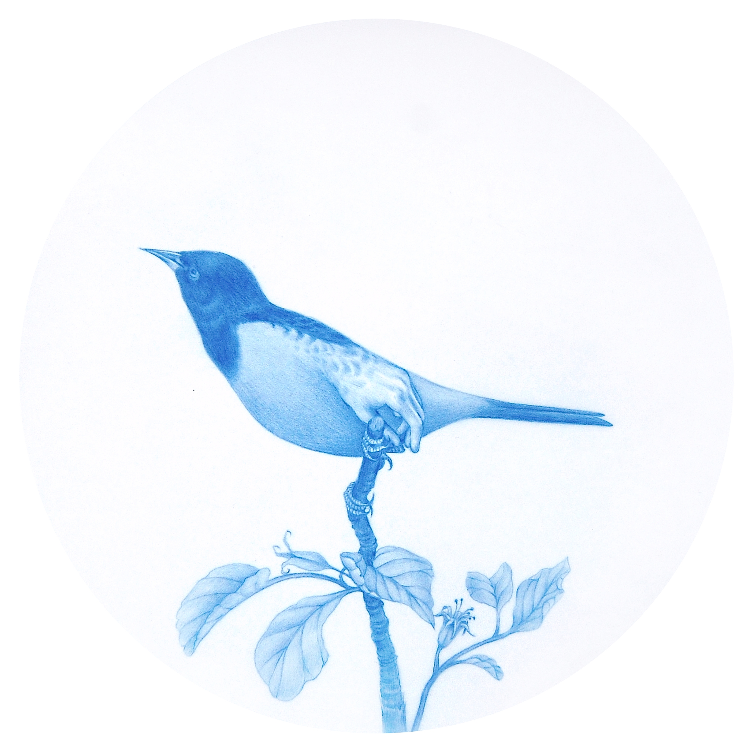 Zachari Logan, "Specimen 36", Slate Gallery, Regina