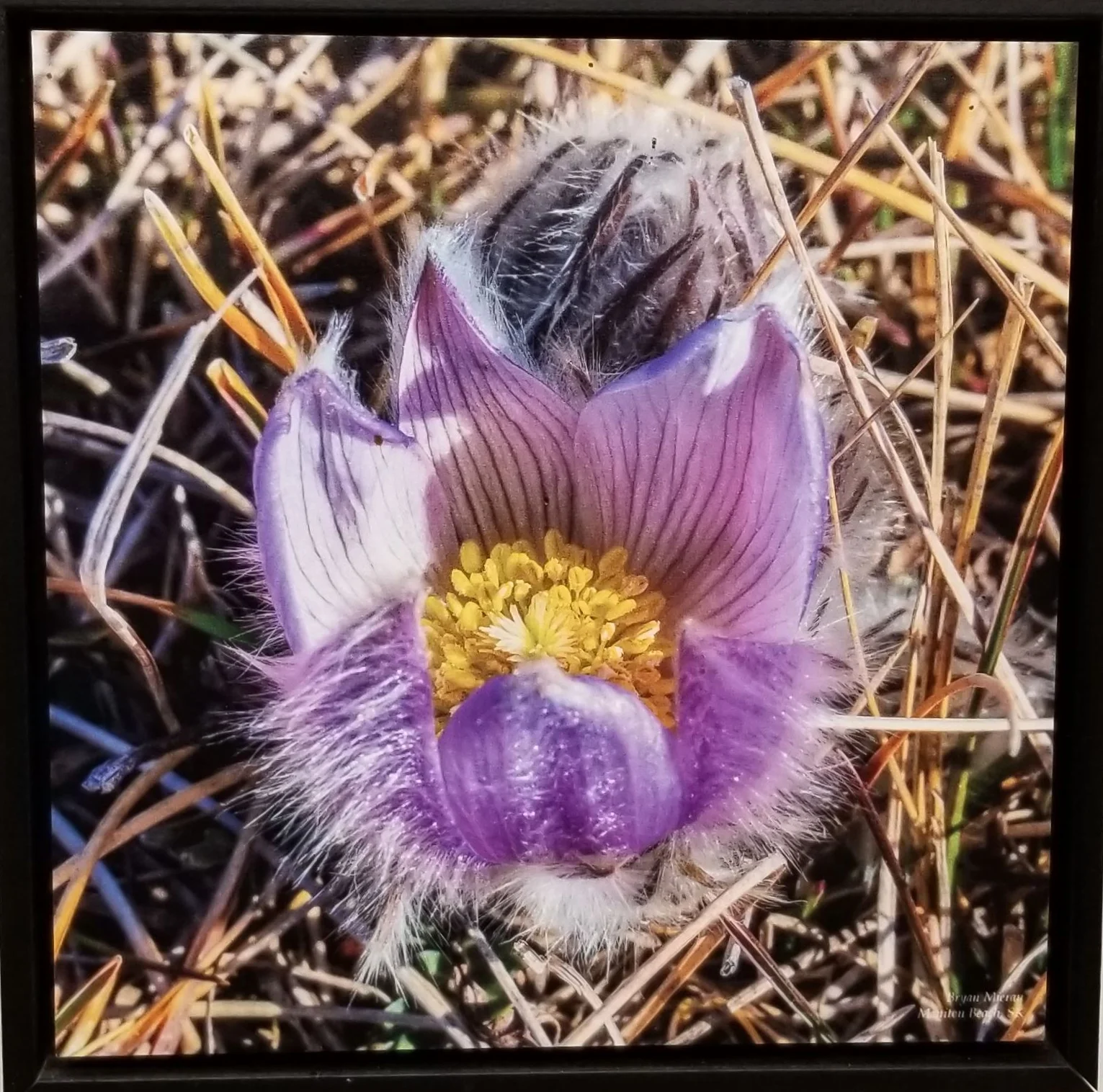 BRYAN MIREAU | Open Crocus