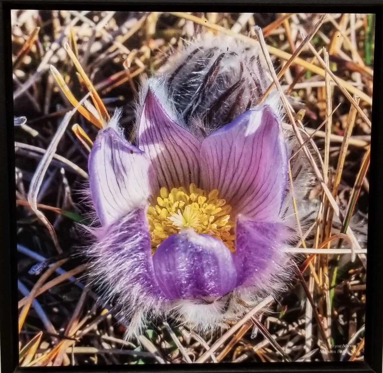Open Crocus by Bryan Mireau.jpg