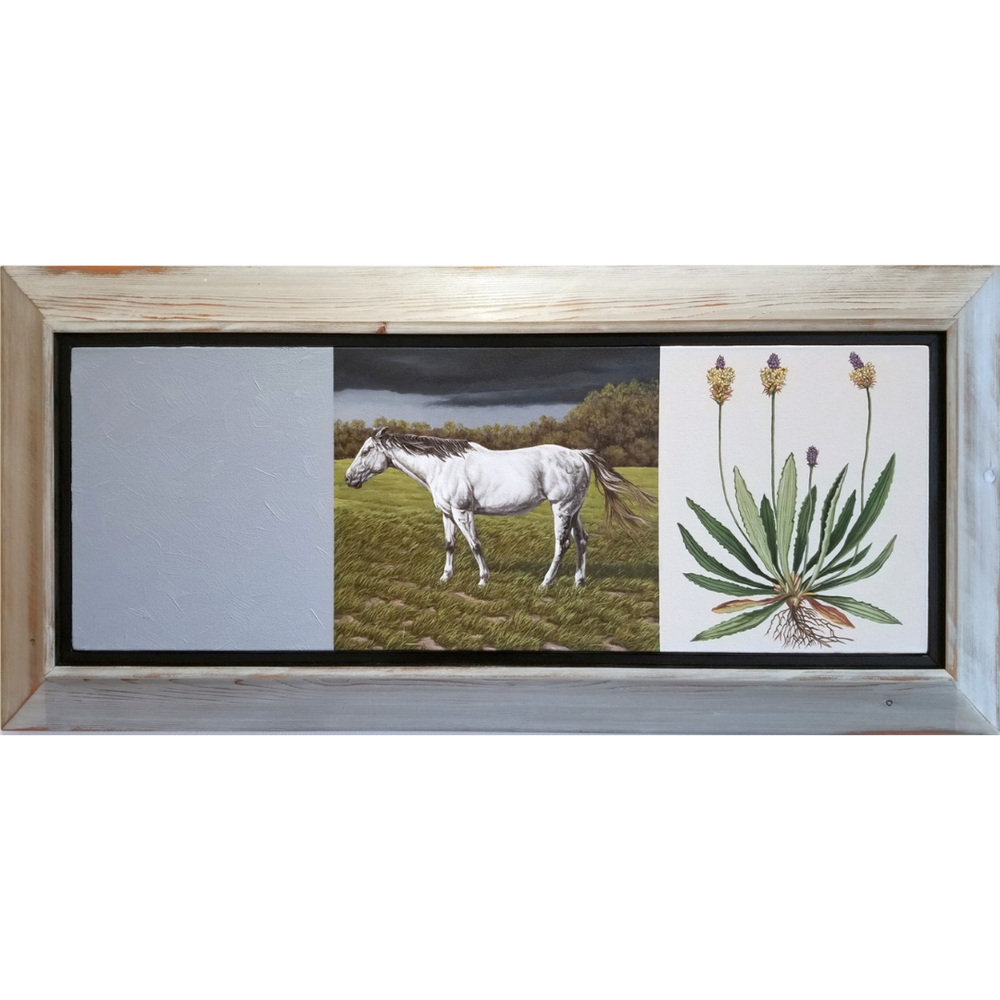Bruce Anderson, “Weeds: Buckhorn”, 2021, oil on canvas, 12x34”, 19x41 1/2”, framed, $2,500, available at Nouveau Gallery