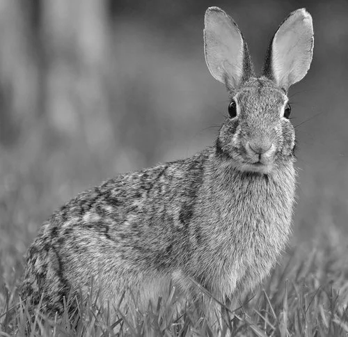Multi-Artist: Lapis Lagomorph - The Rabbit