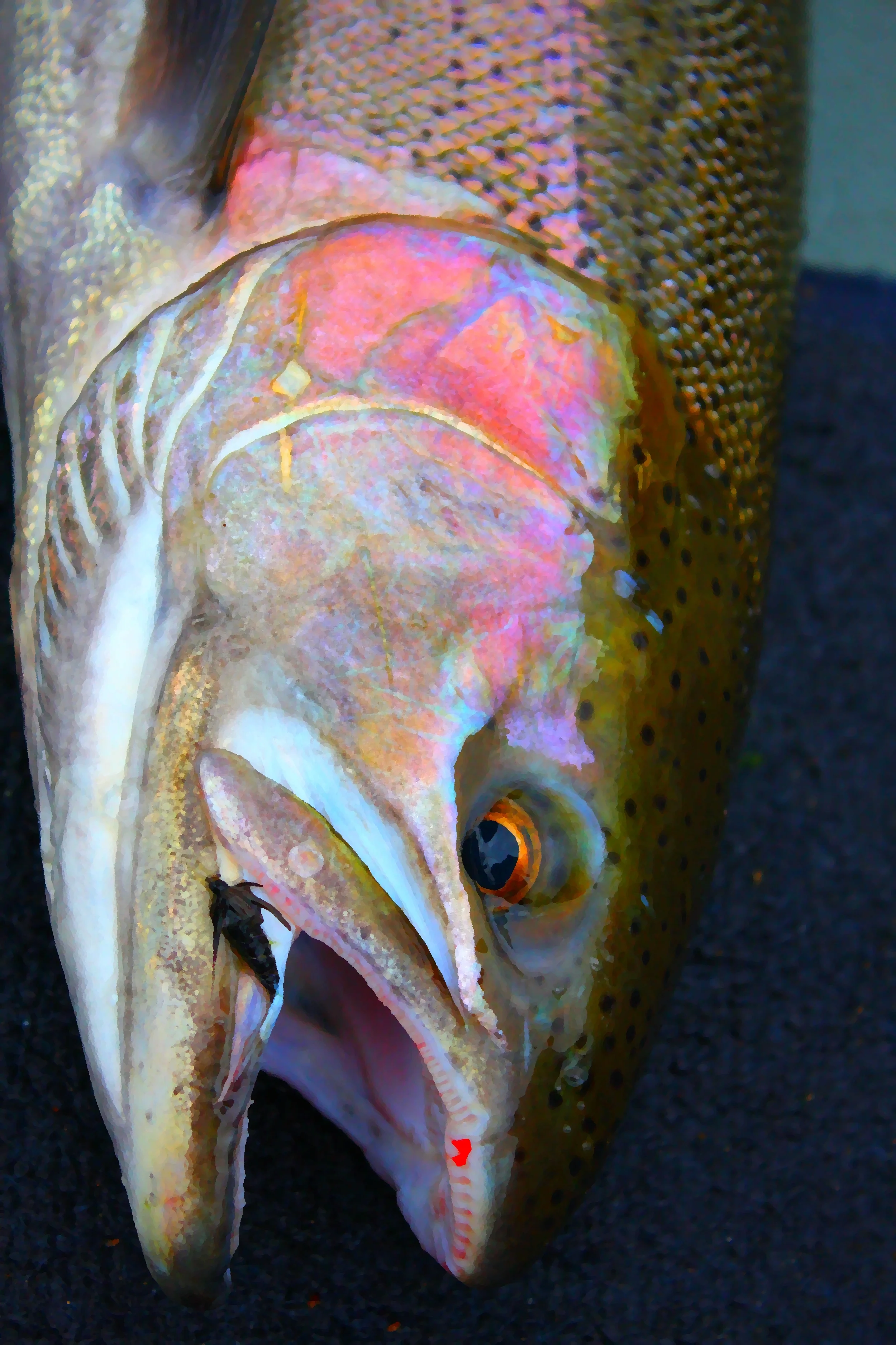 trout.jpg