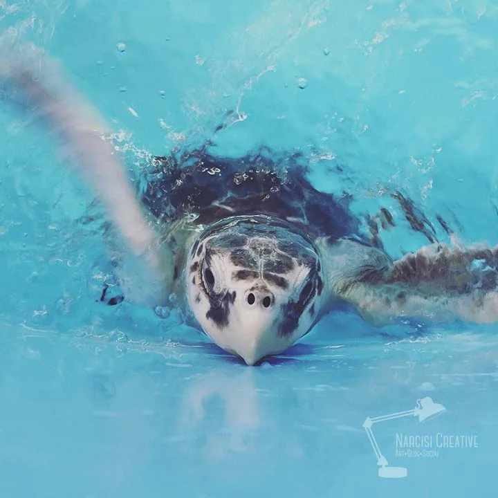 turtle.jpg