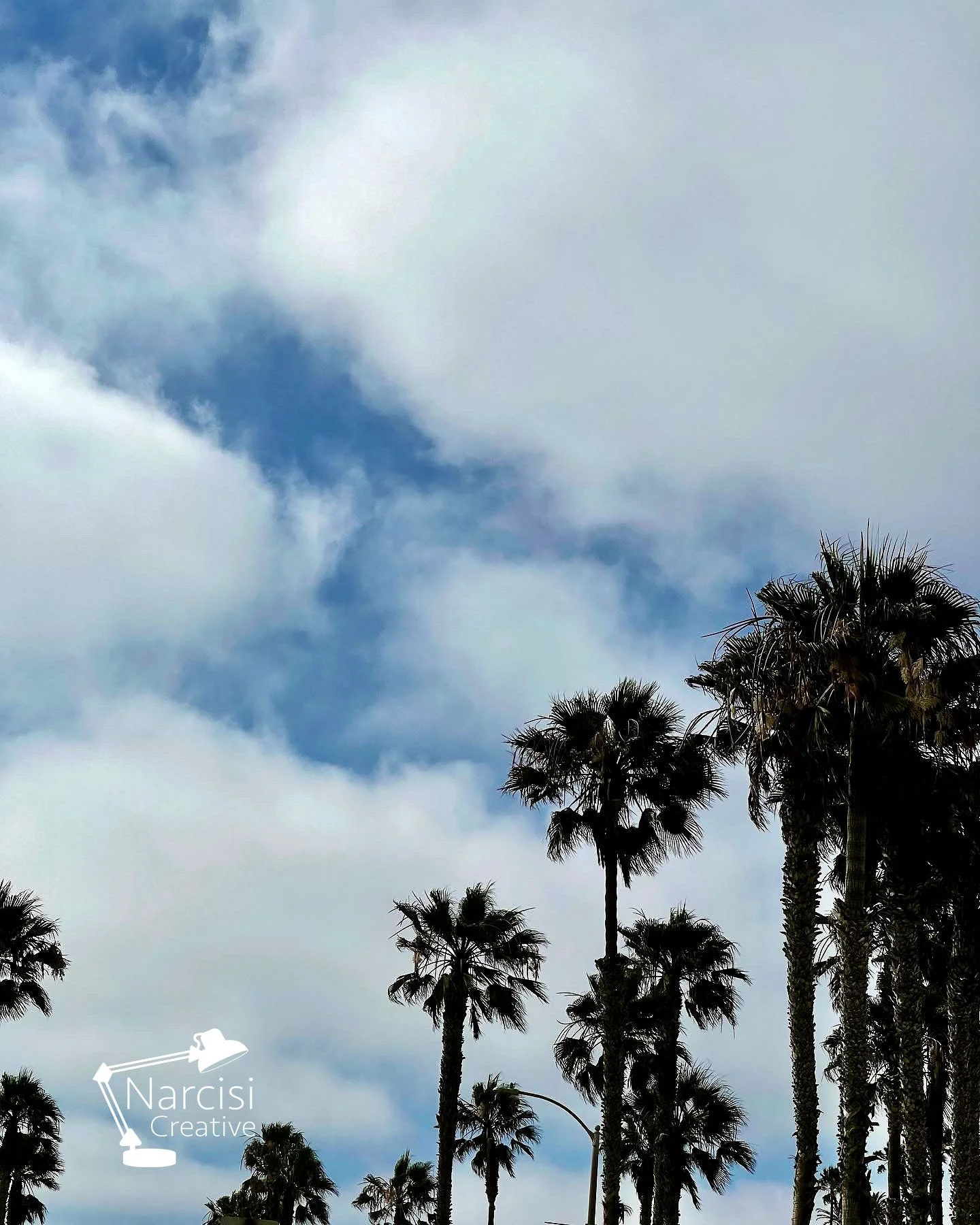 Palms.jpg