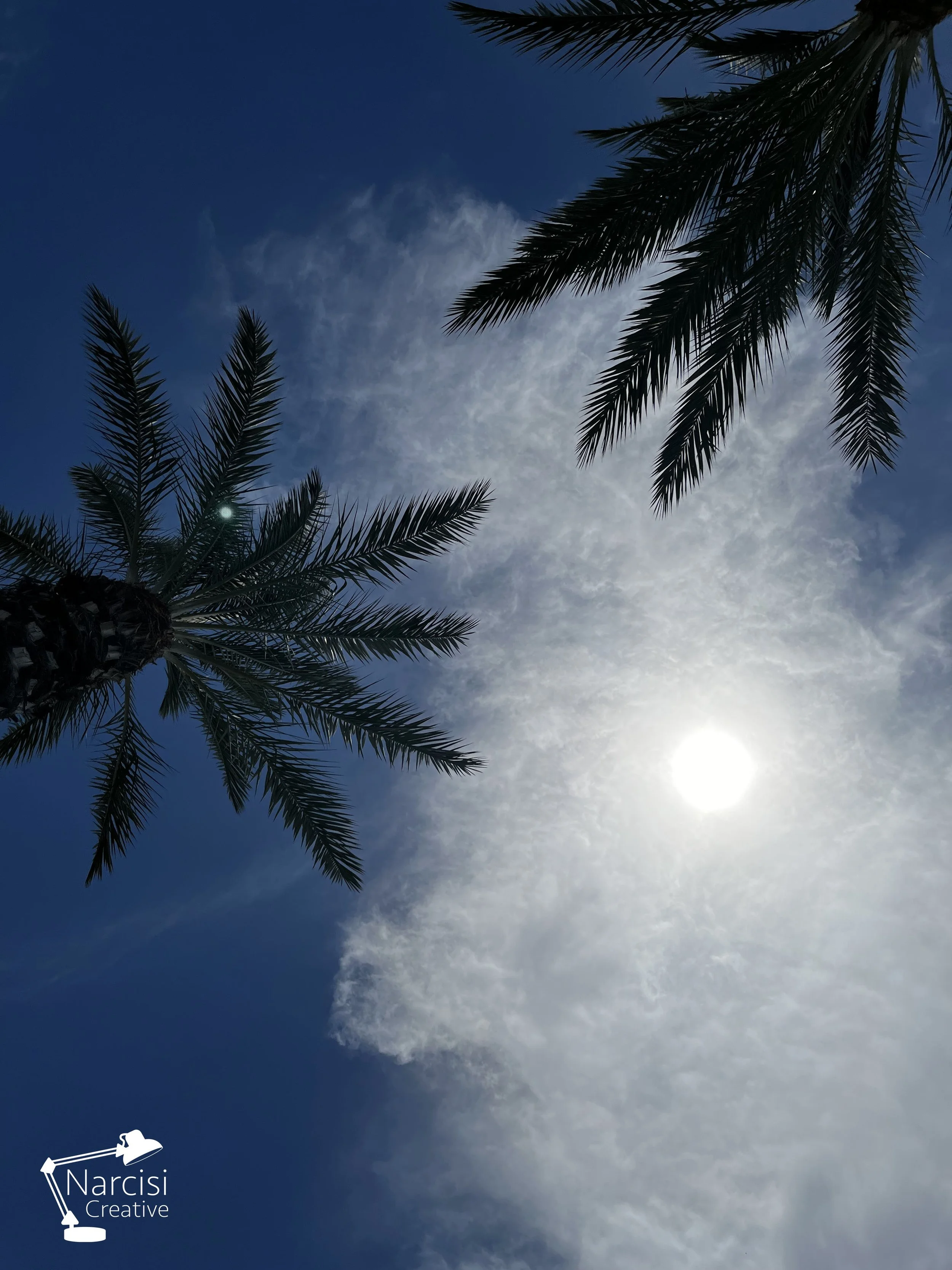 palms2.jpg