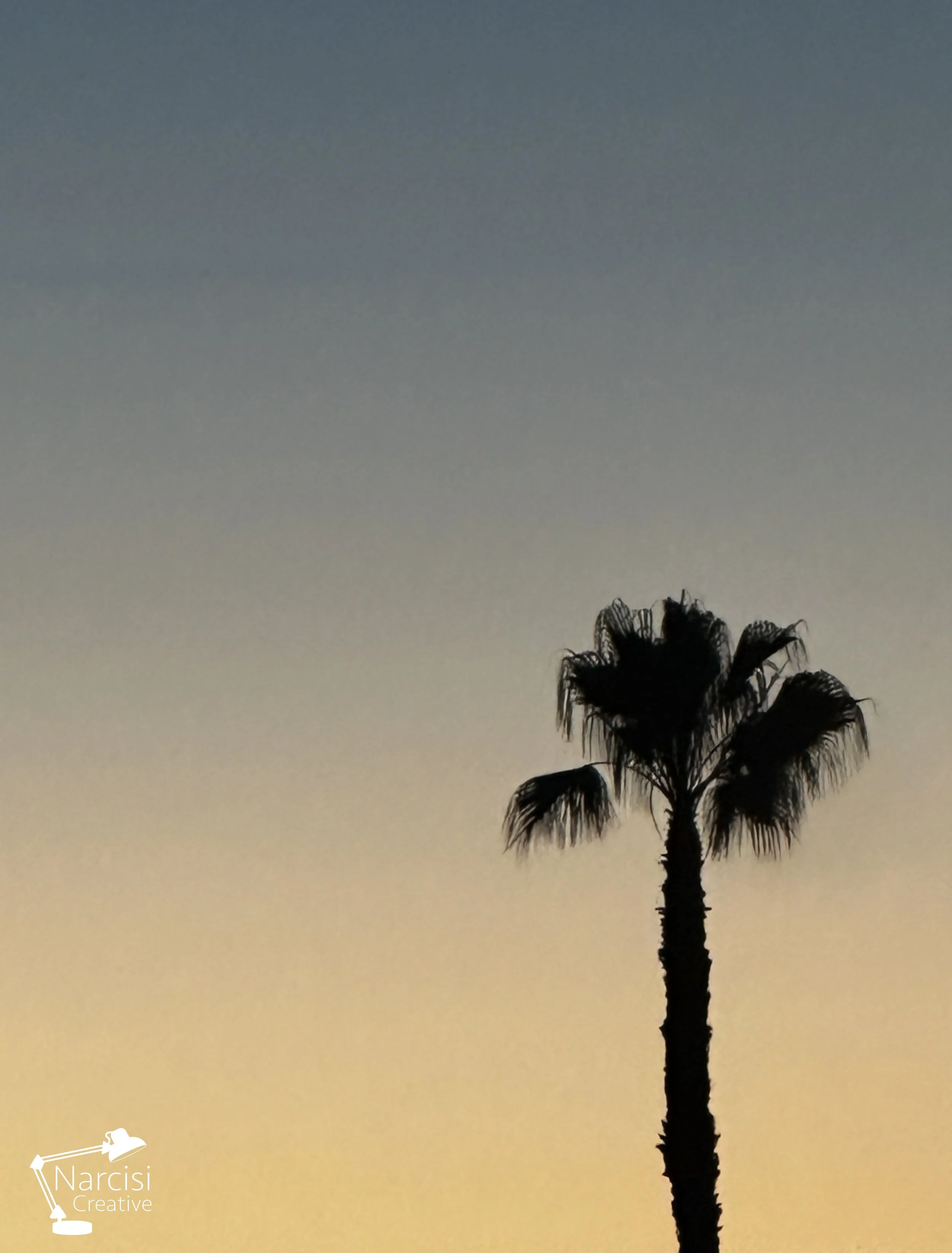 palm3.jpg