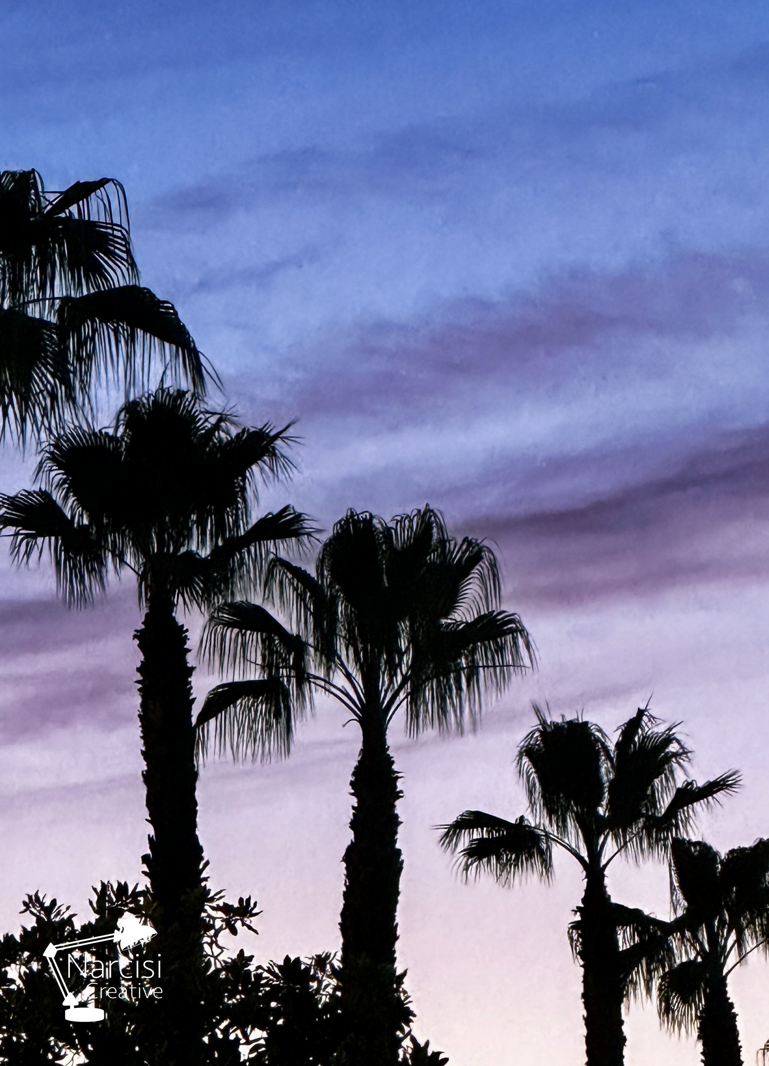 nightPalms.jpg